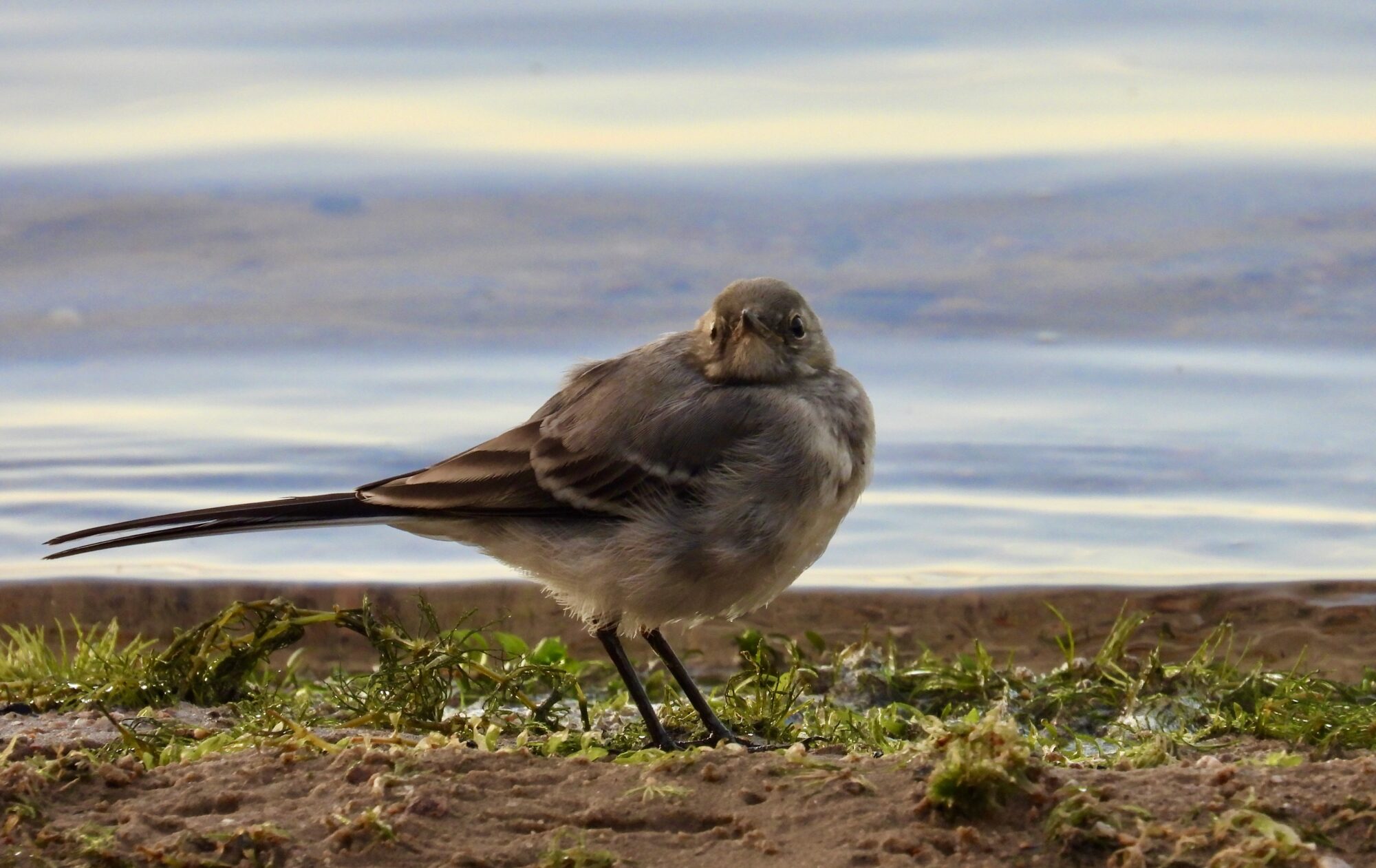 Valokuvaaja: Juhani Peltonen