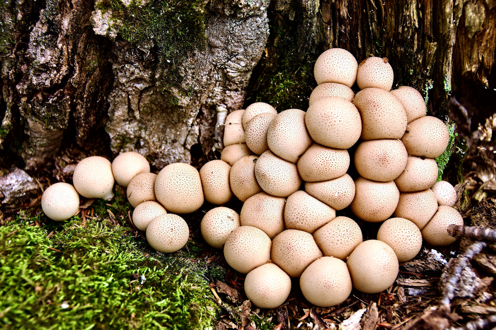 Valokuvaaja: Lasse Rokka