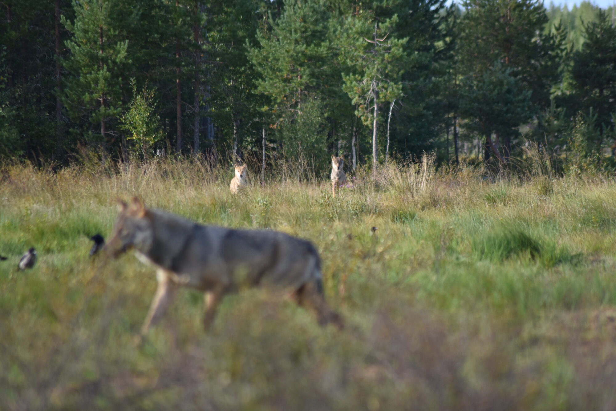 Valokuvaaja: Minna Glad