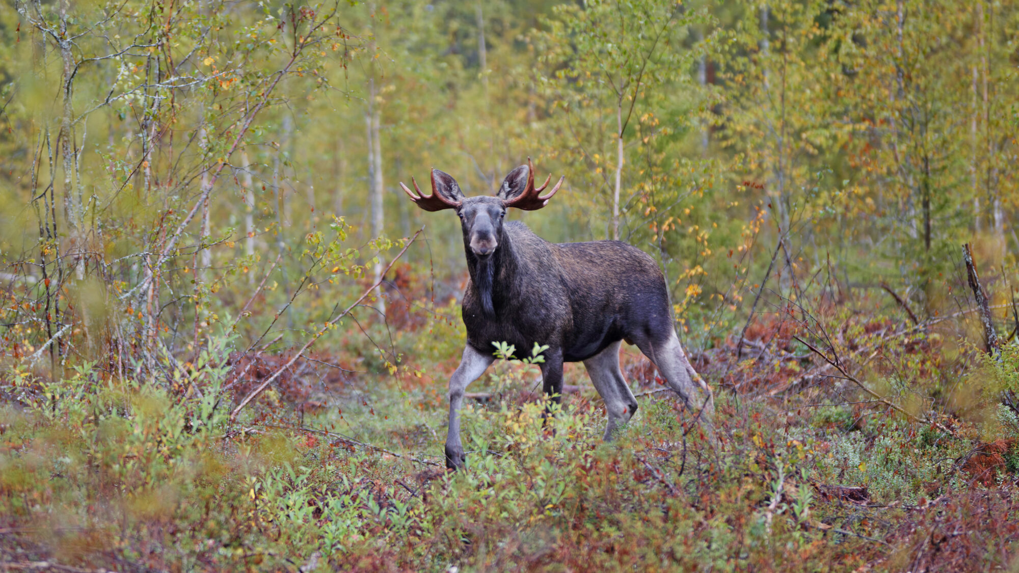 Valokuvaaja: TOMMI KUJALA