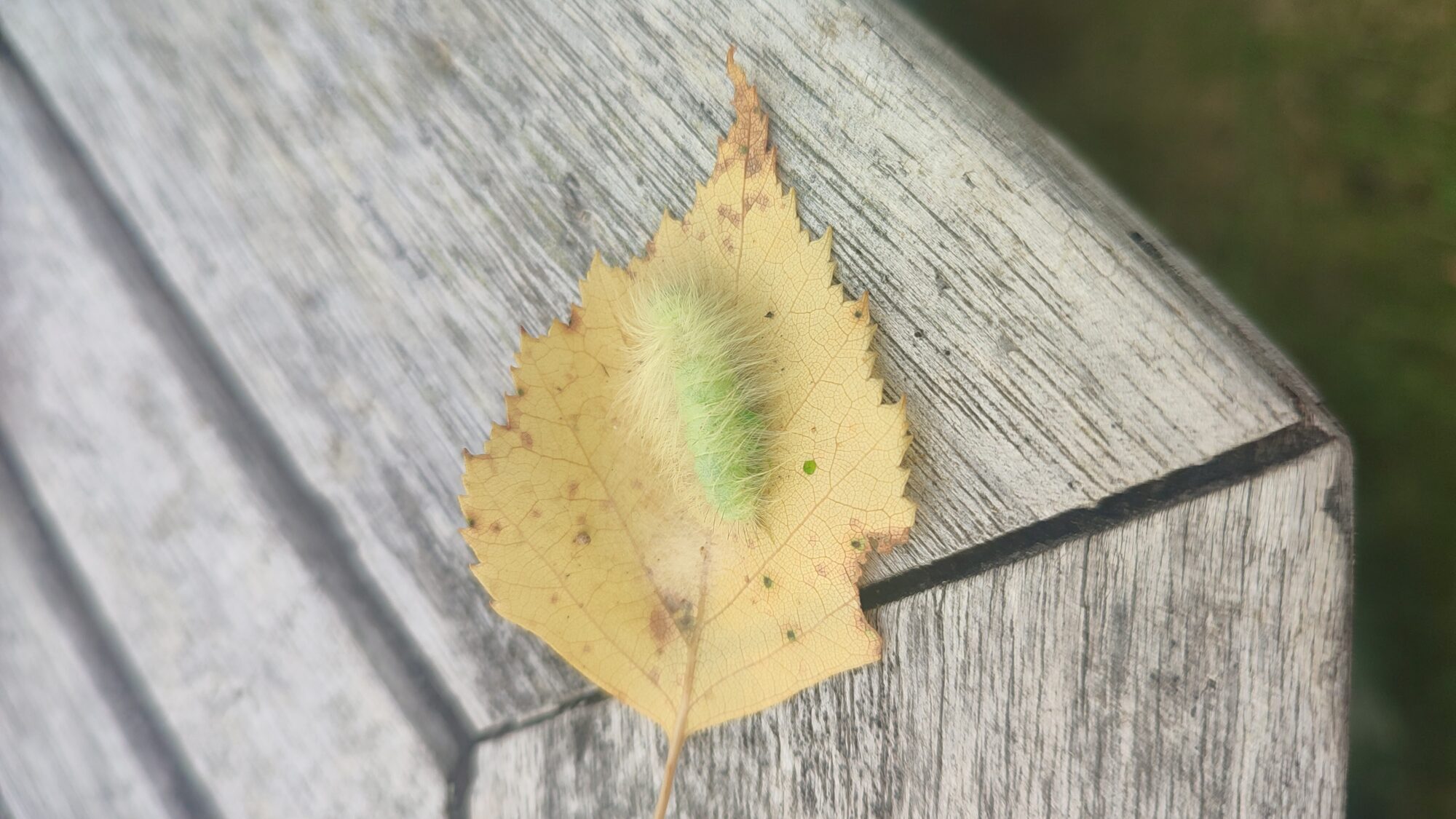 Valokuvaaja: Jemina Wulff