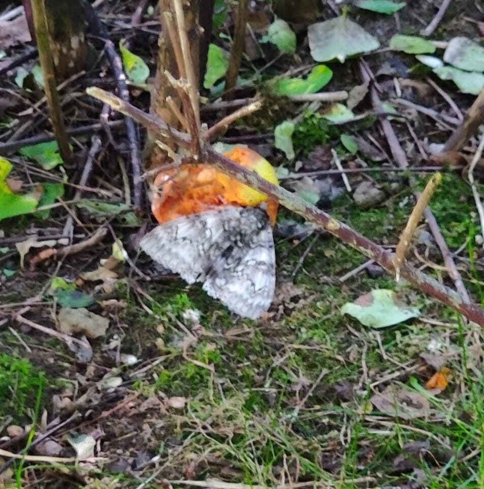 Valokuvaaja: Leena Nieminen