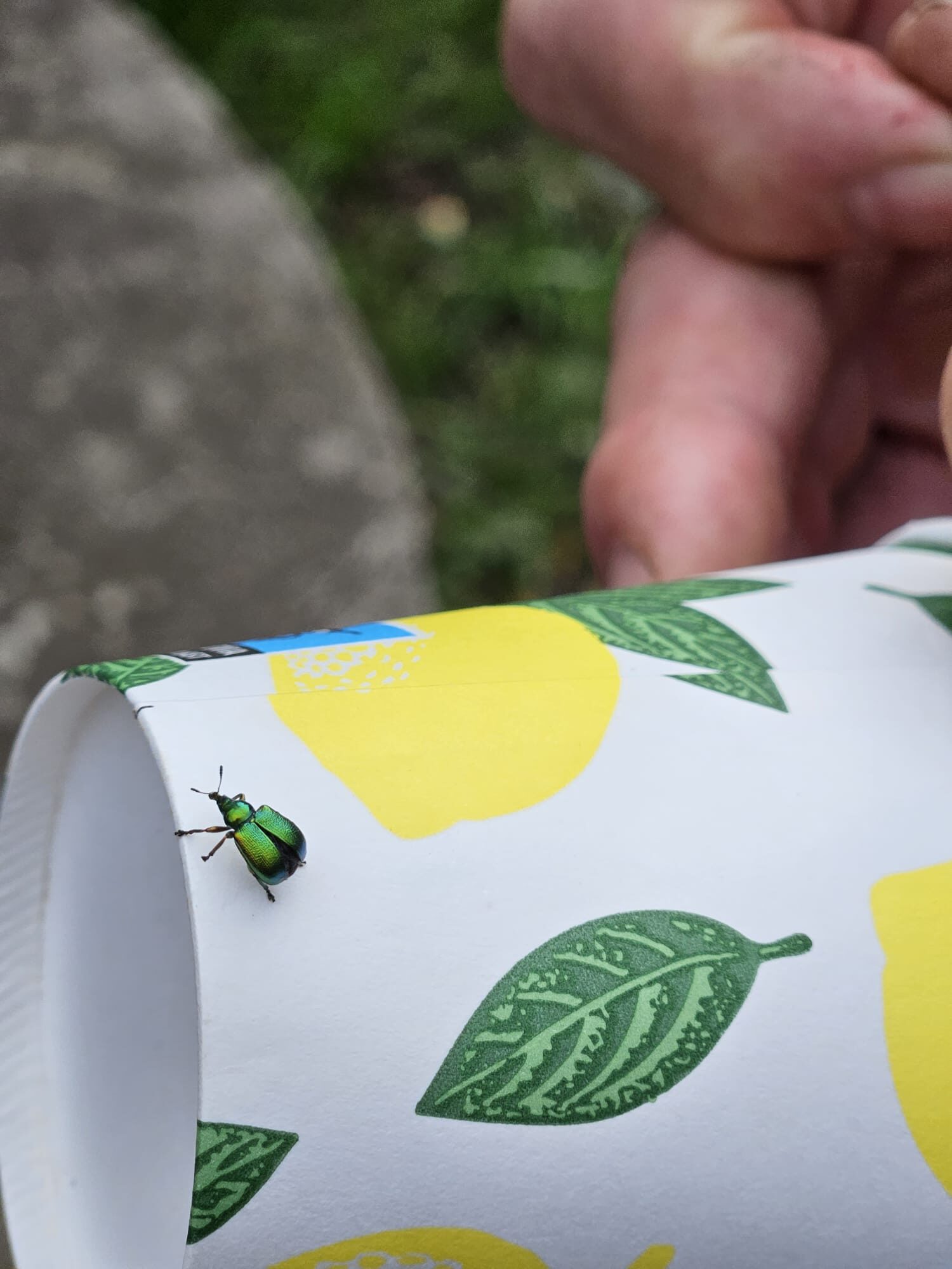 Valokuvaaja: Sara Aatonen