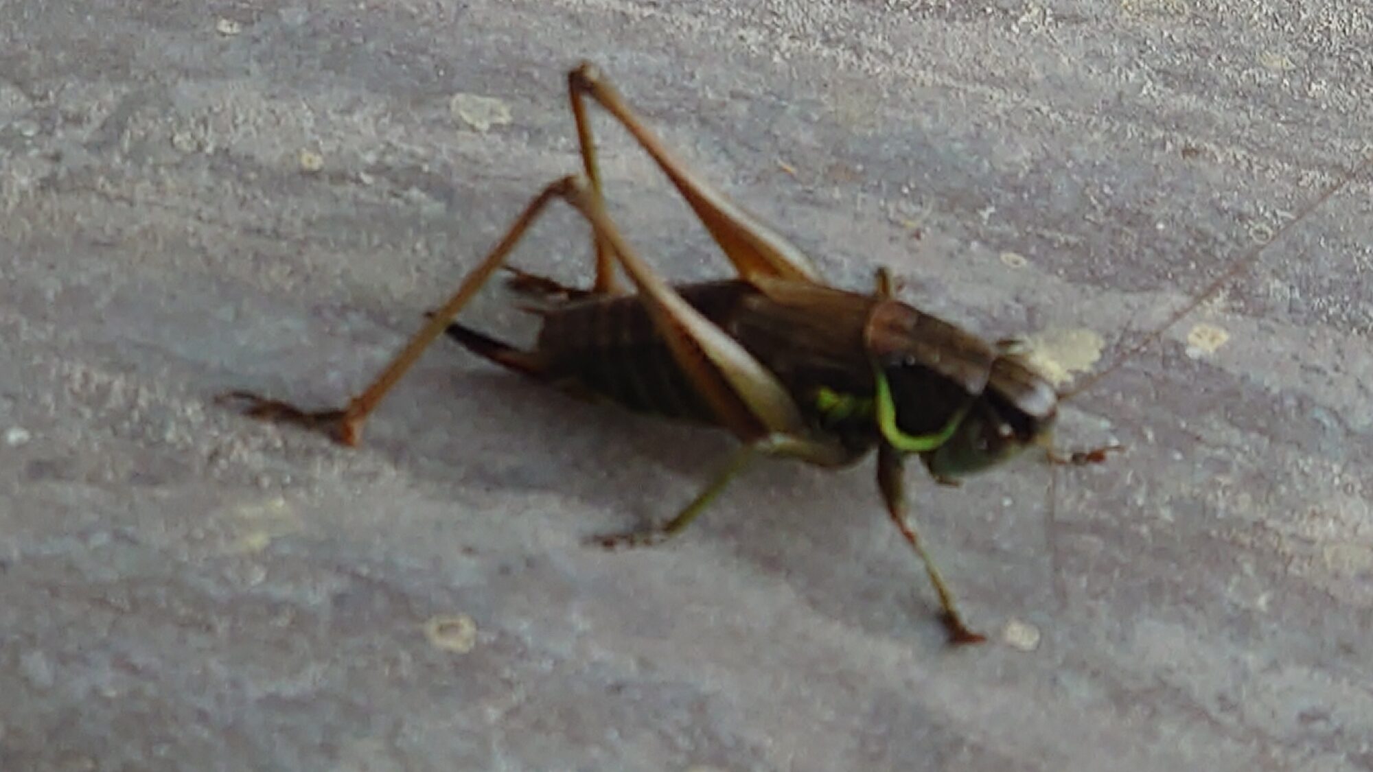 Valokuvaaja: Matti Rekomaa