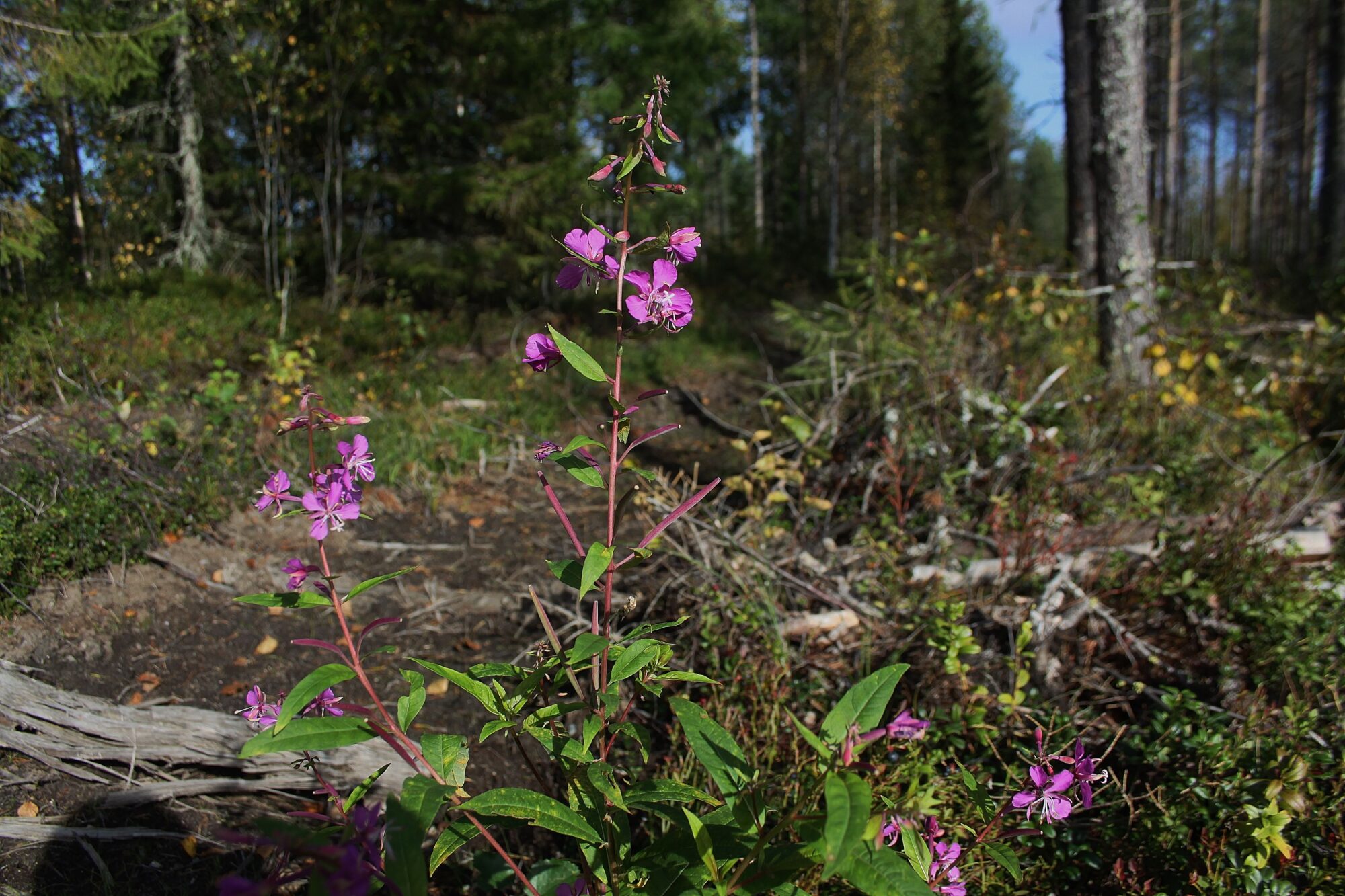 Valokuvaaja: Pirkko Siukonen