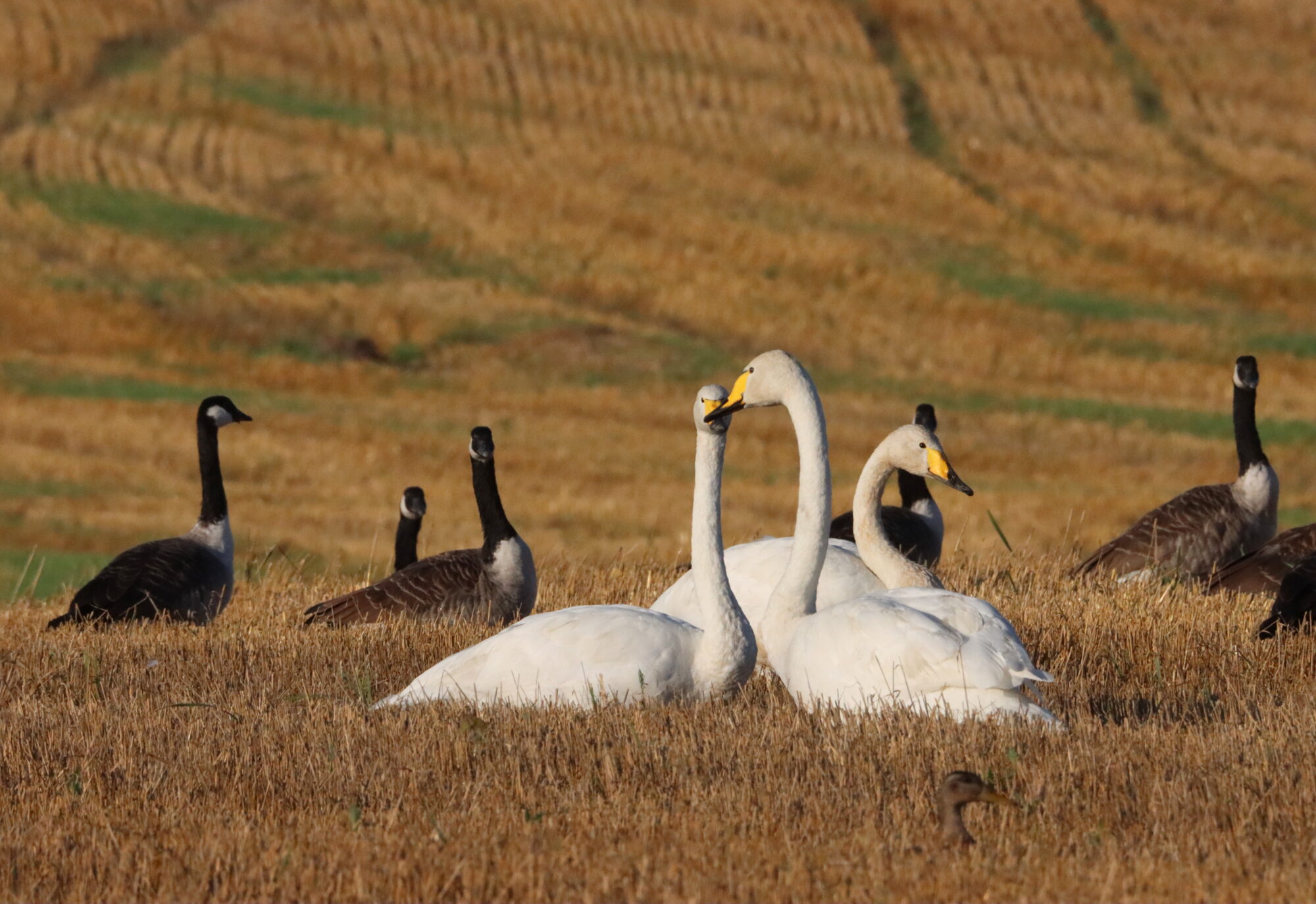 Valokuvaaja: Irja Lehtinen