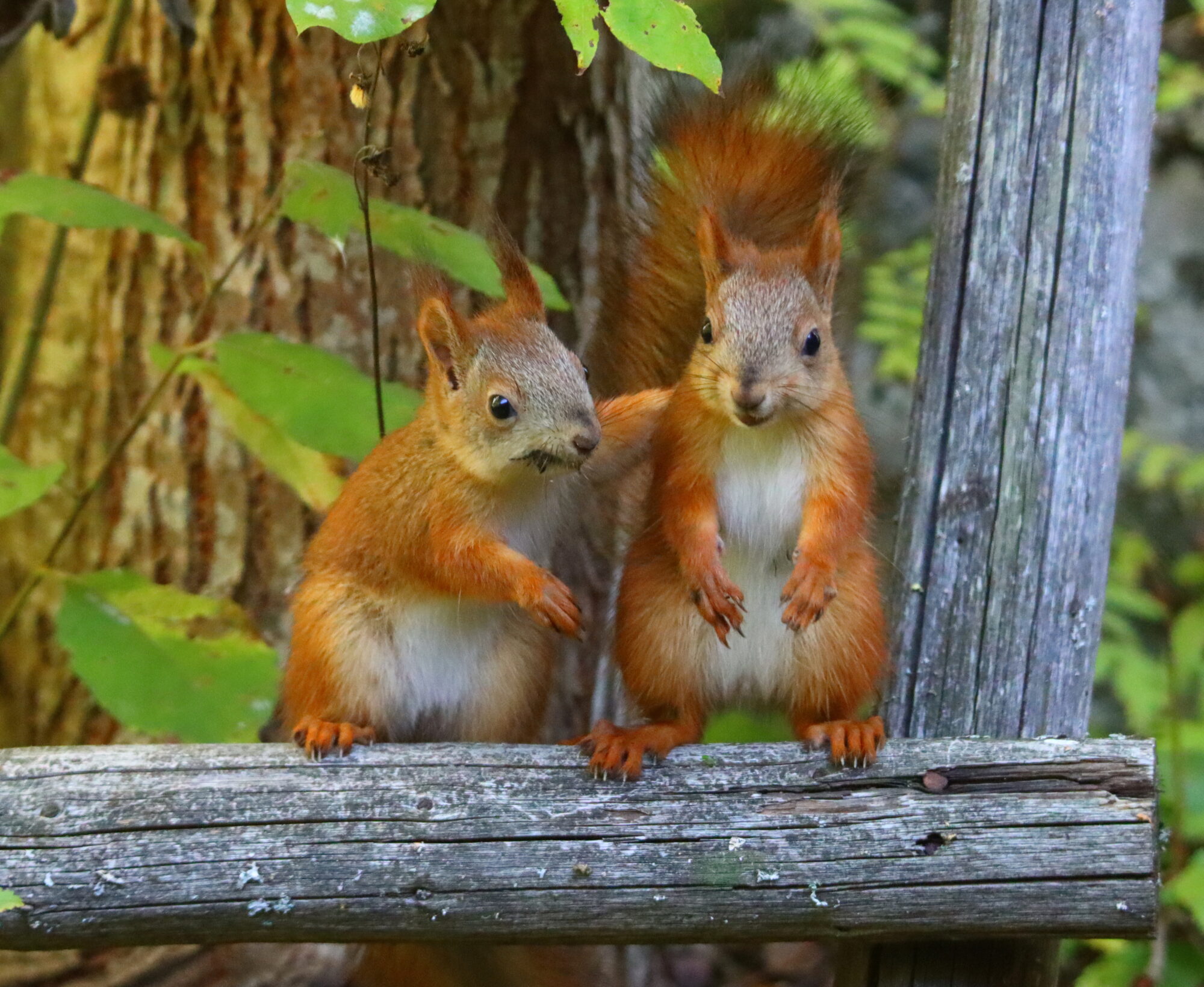 Valokuvaaja: Irja Lehtinen