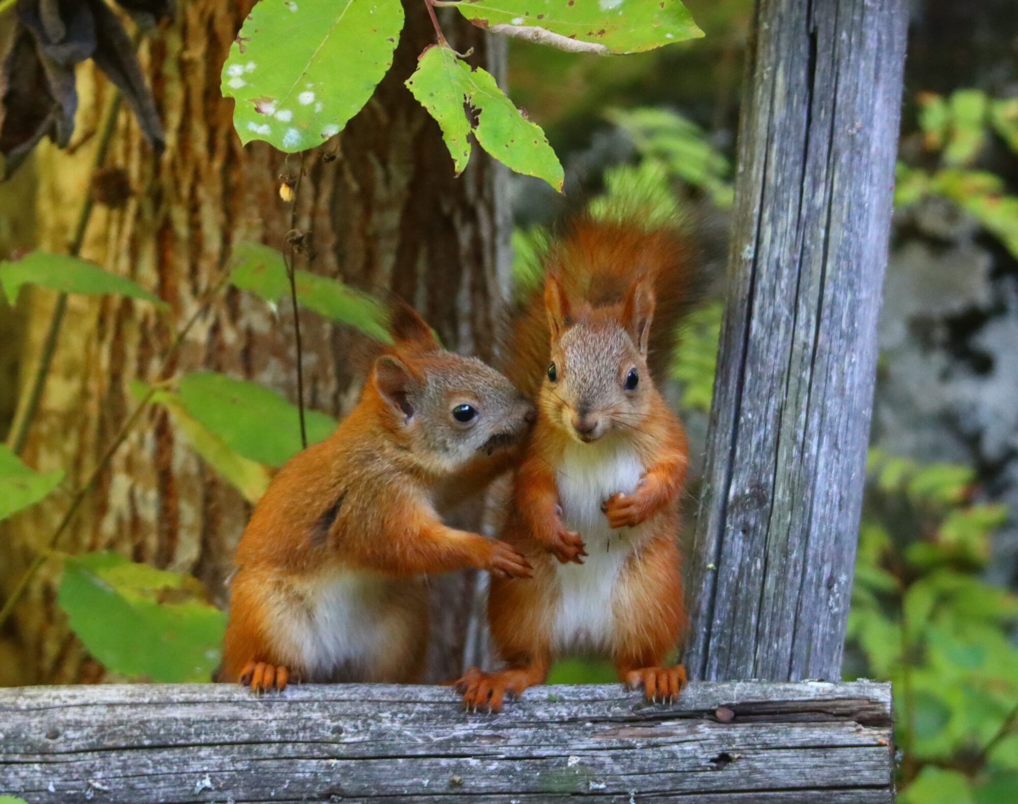 Valokuvaaja: Irja Lehtinen