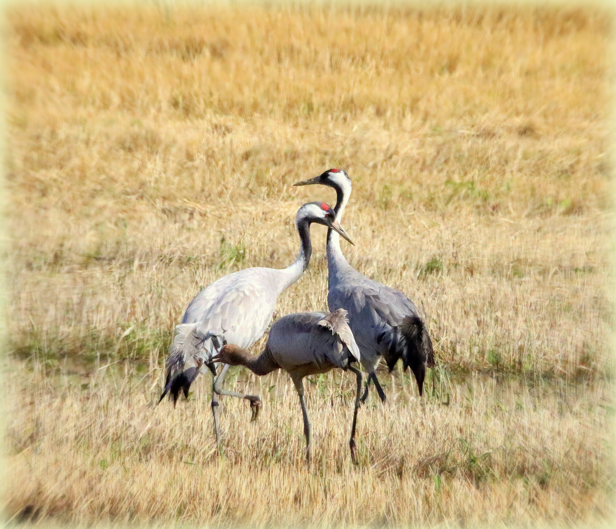 Valokuvaaja: Irja Lehtinen