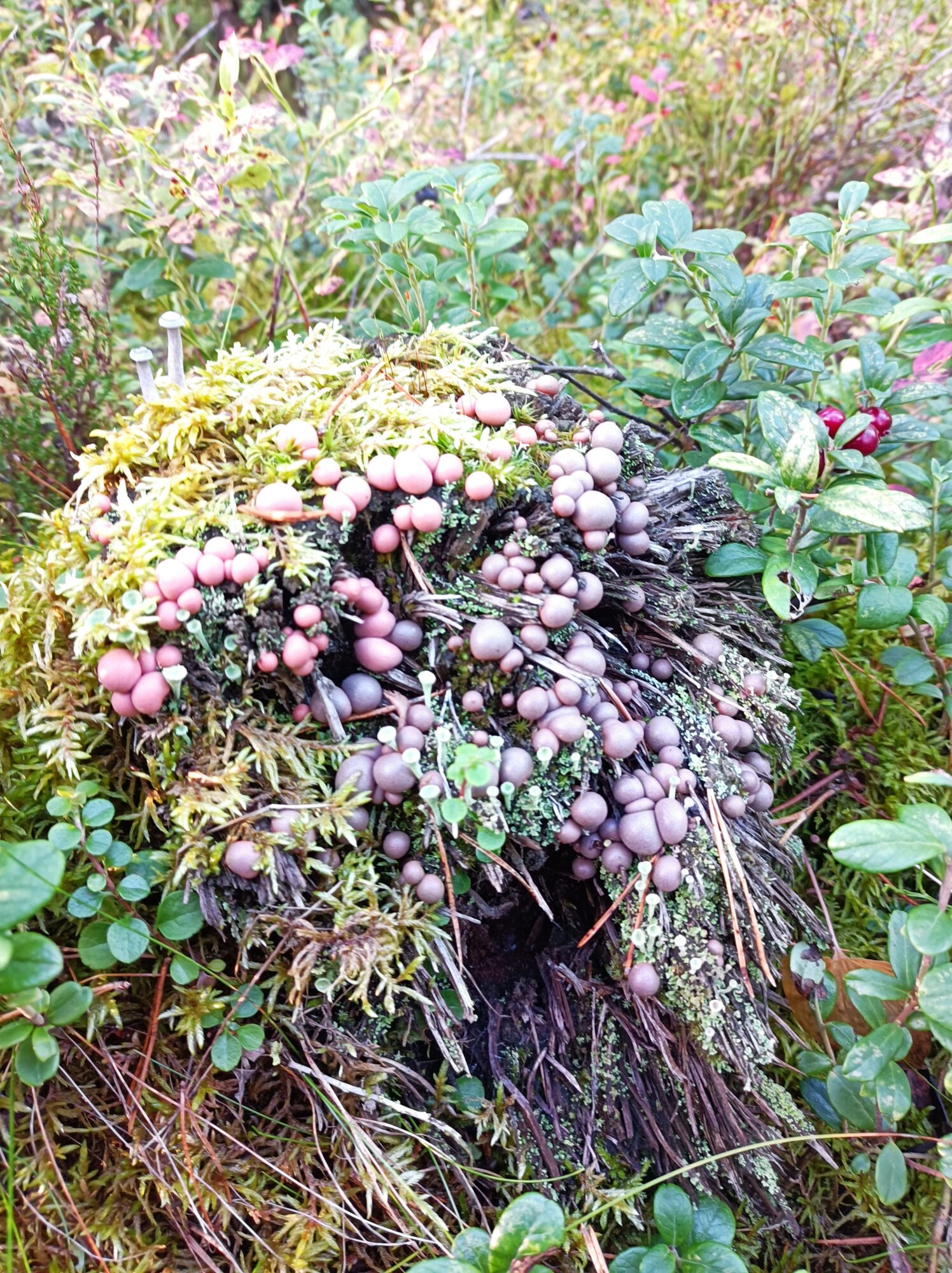 Valokuvaaja: Pilvi Pyykki-Kainulainen