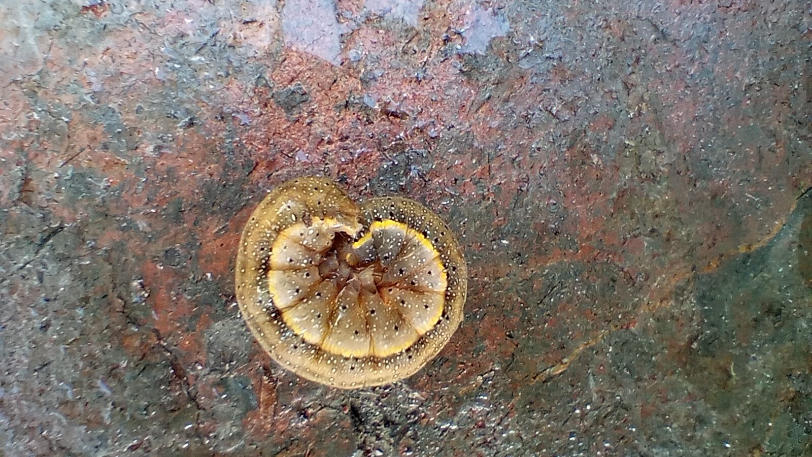 Valokuvaaja: Heli Lehtonen