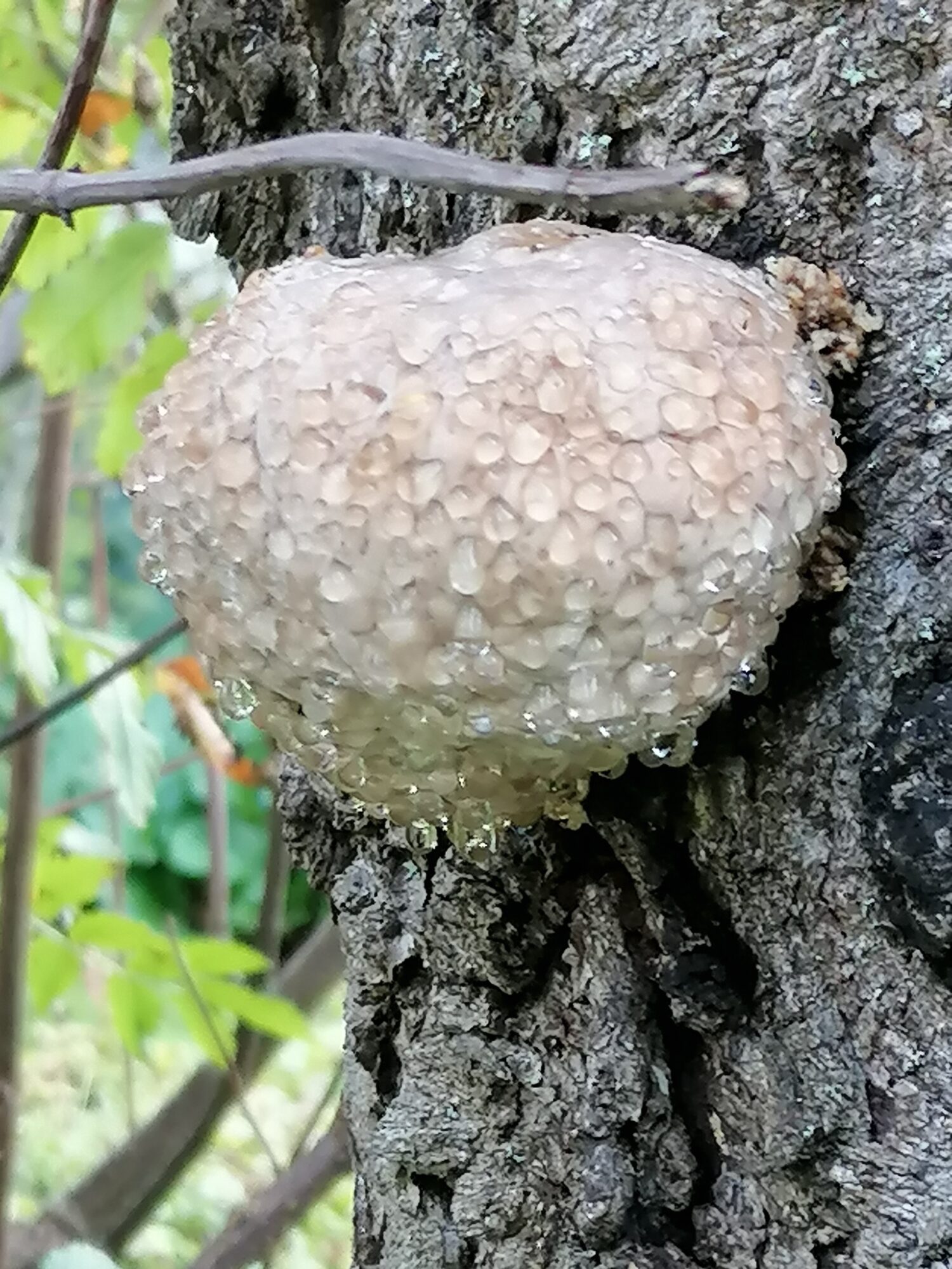 Valokuvaaja: Sanna Koski