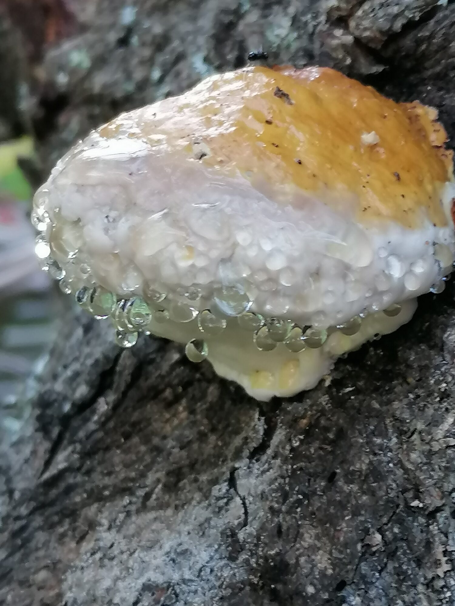 Valokuvaaja: Sanna Koski