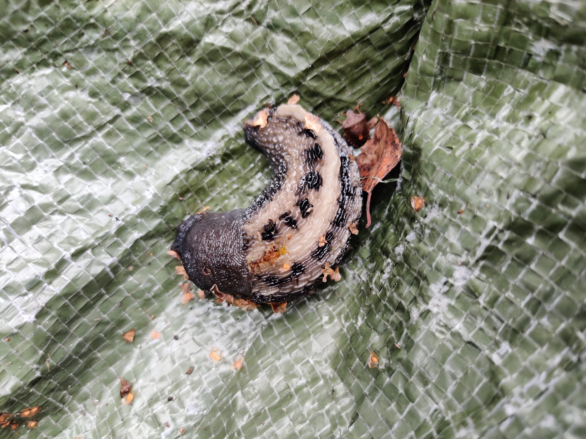 Valokuvaaja: Leena Nieminen