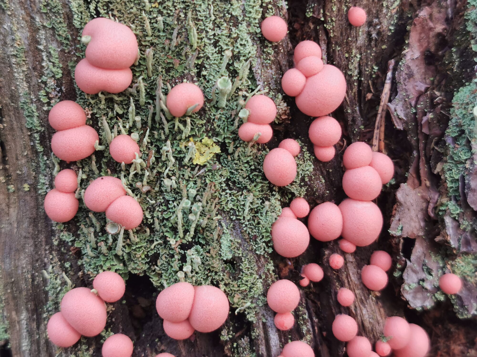 Valokuvaaja: Satu Kuningas