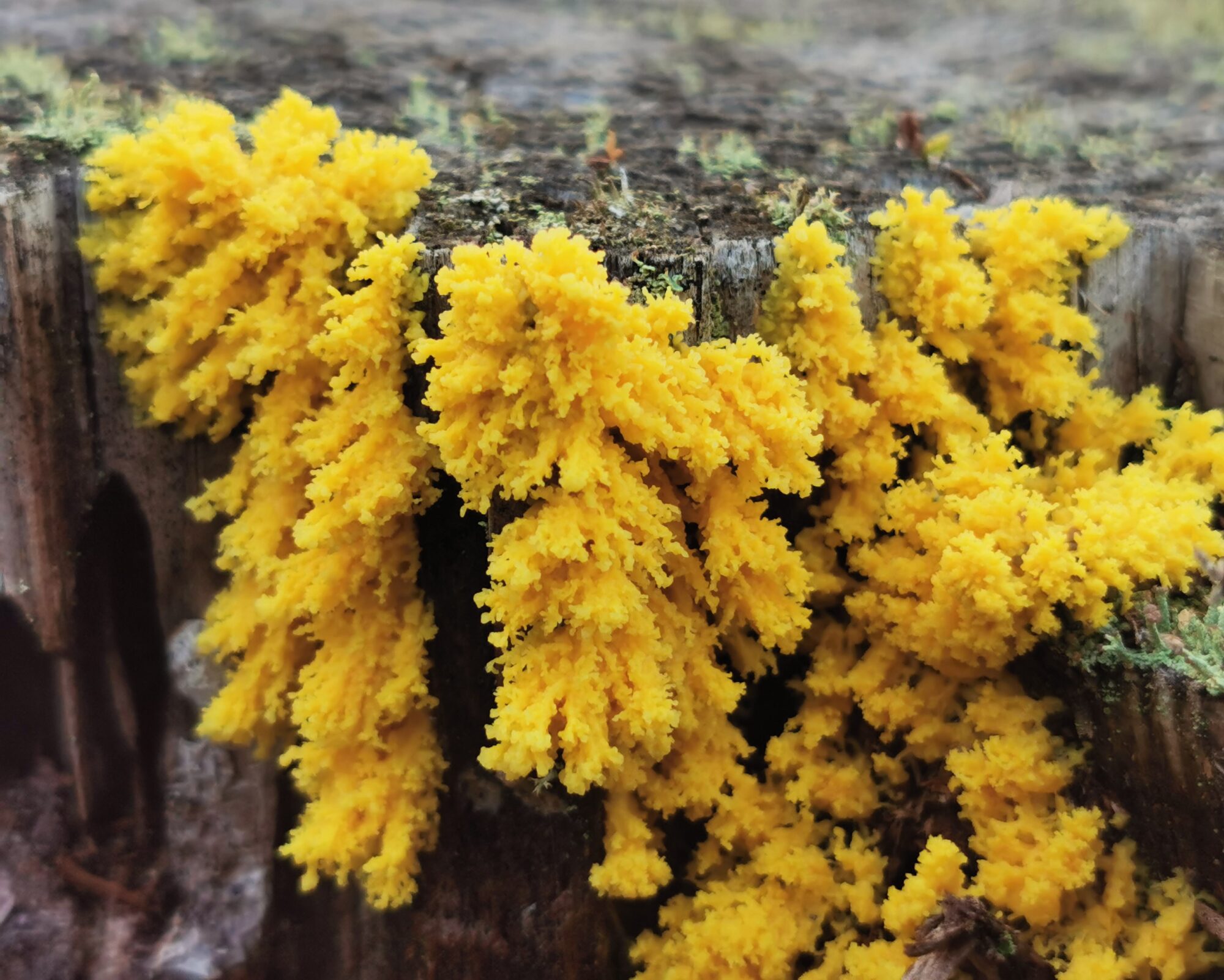 Valokuvaaja: Satu Kuningas