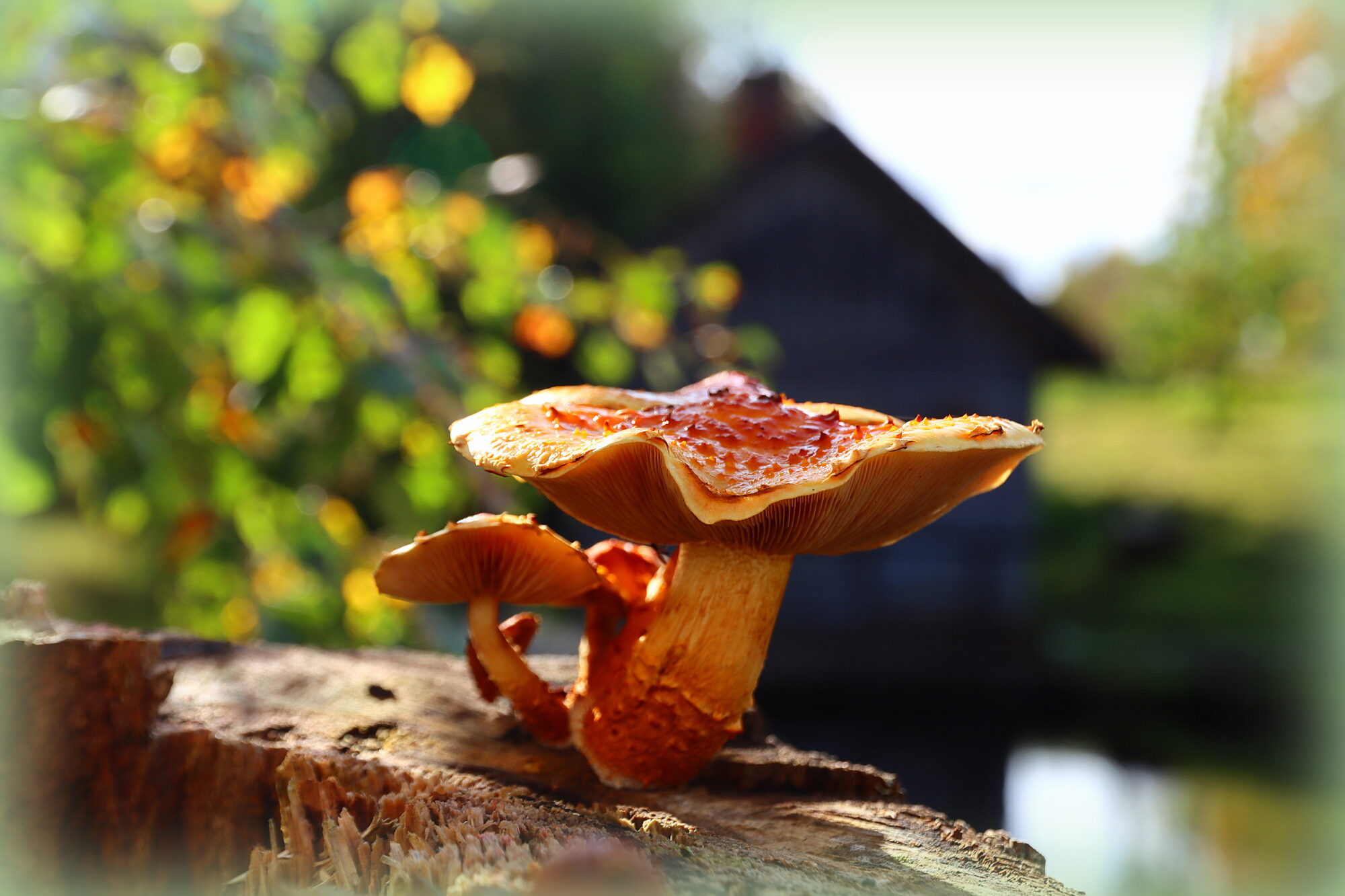 Valokuvaaja: Irja Lehtinen