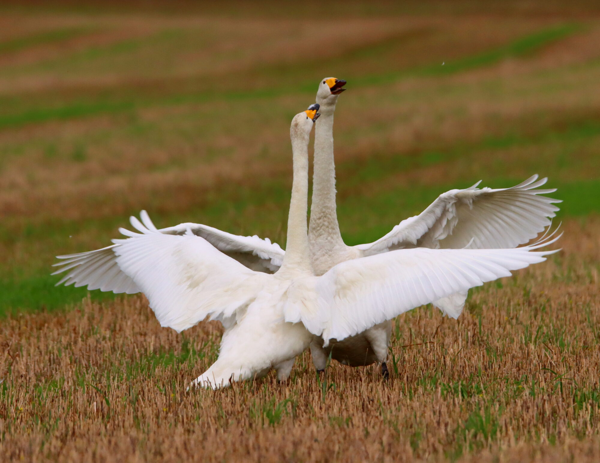 Valokuvaaja: Irja Lehtinen