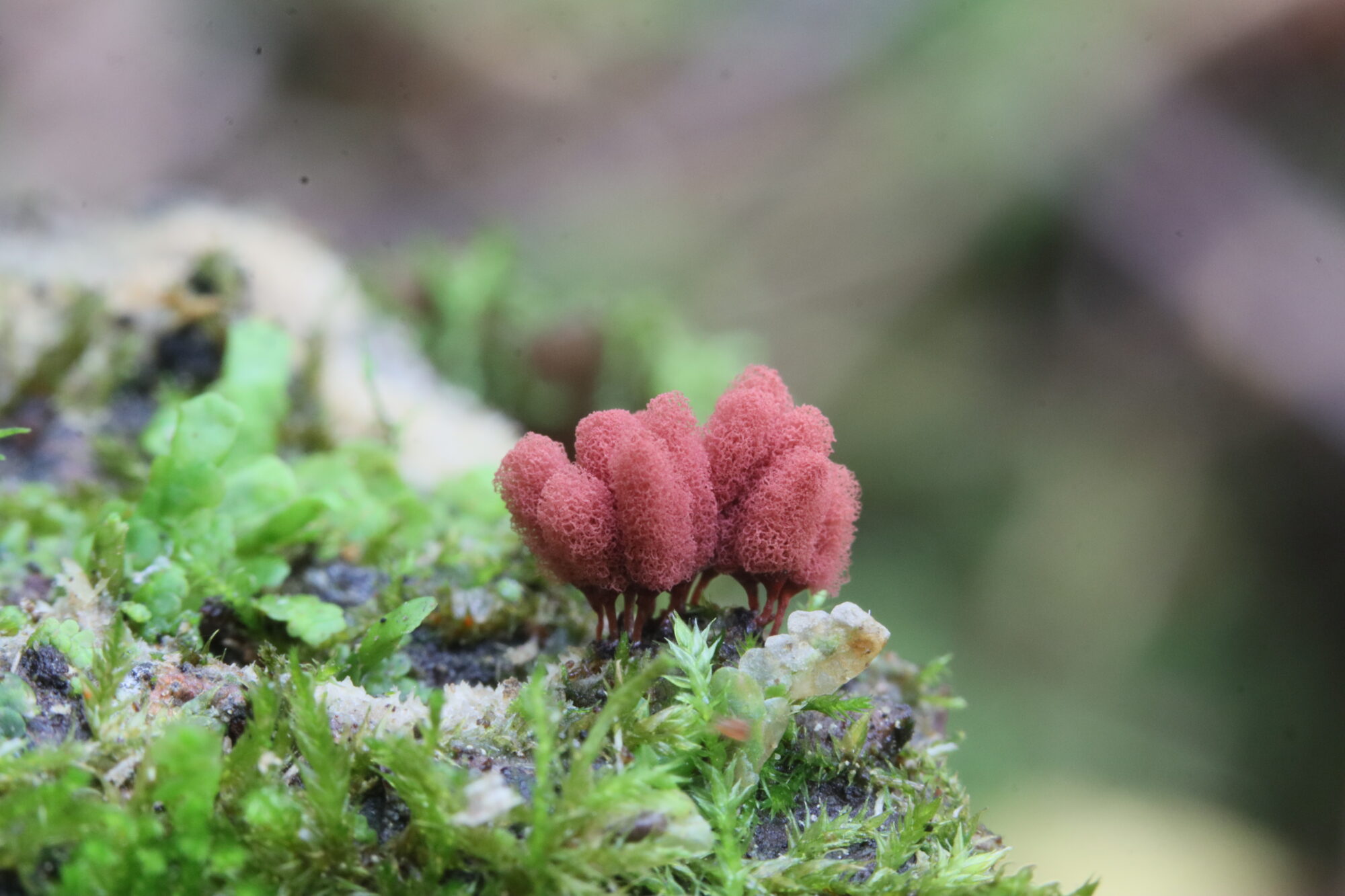 Valokuvaaja: Hannu Rasiranta