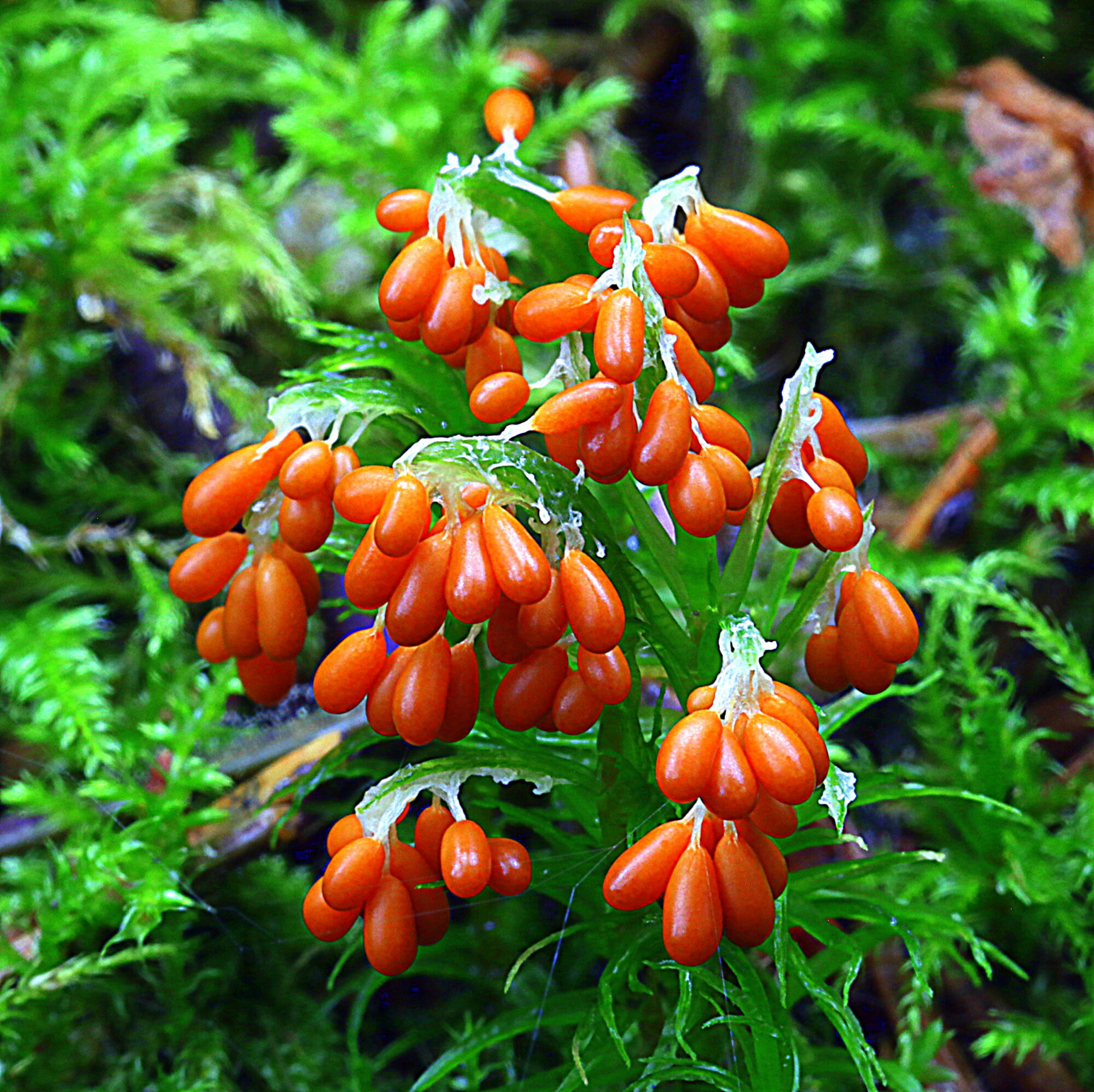 Valokuvaaja: Hannu Rasiranta