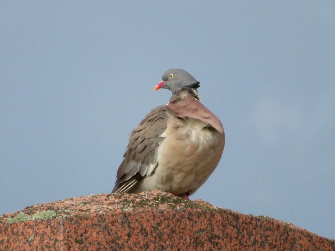 Valokuvaaja: Risto Kangassalo
