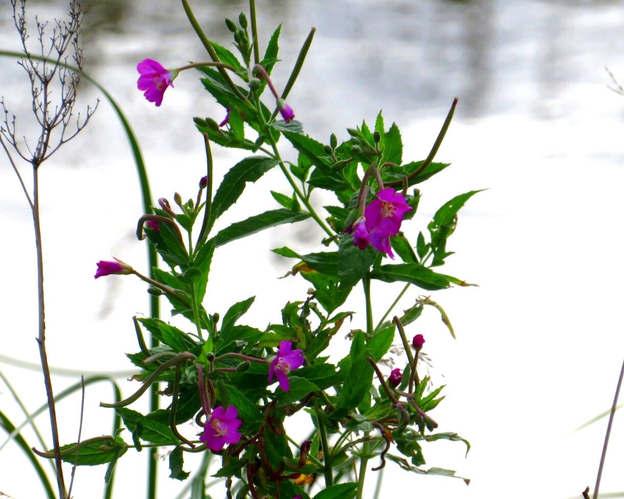 Valokuvaaja: Risto Kangassalo