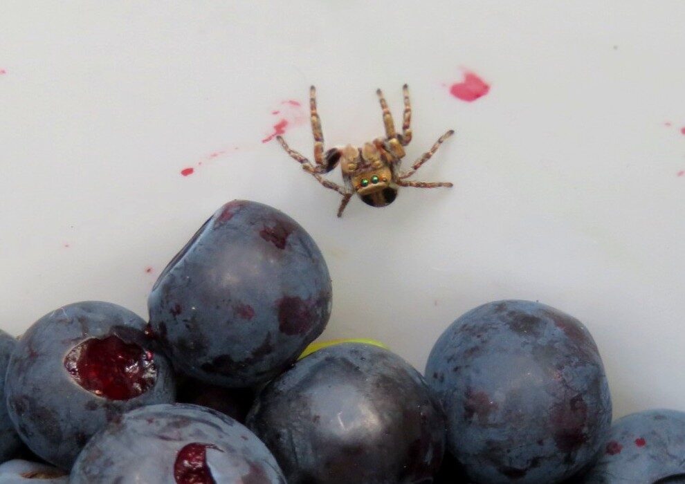 Valokuvaaja: Risto Kangassalo Valokuvaaja: Risto Kangassalo