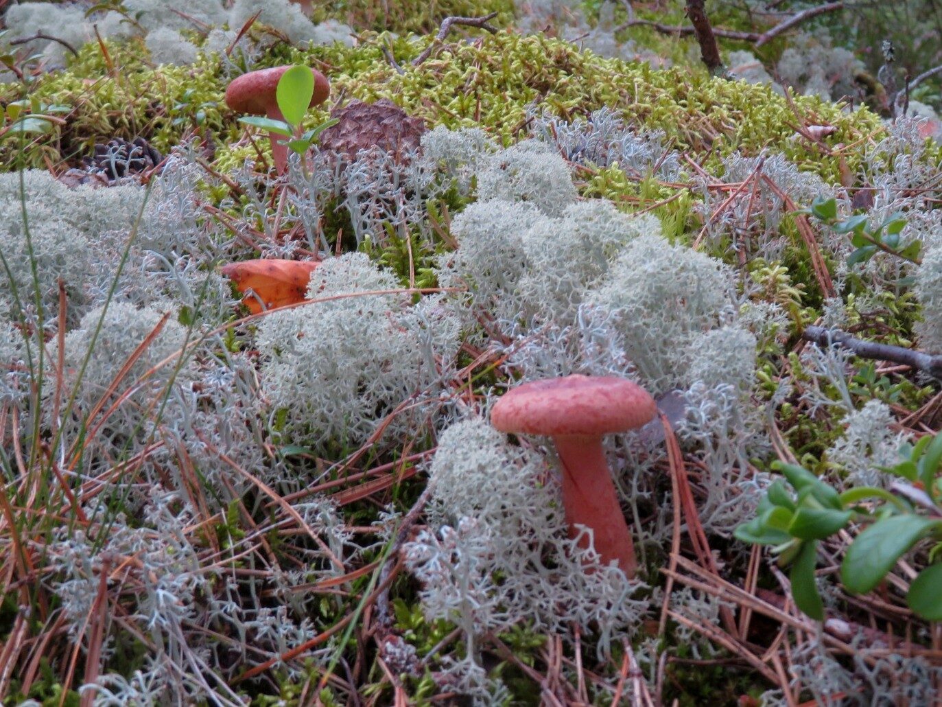 Valokuvaaja: Risto Kangassalo