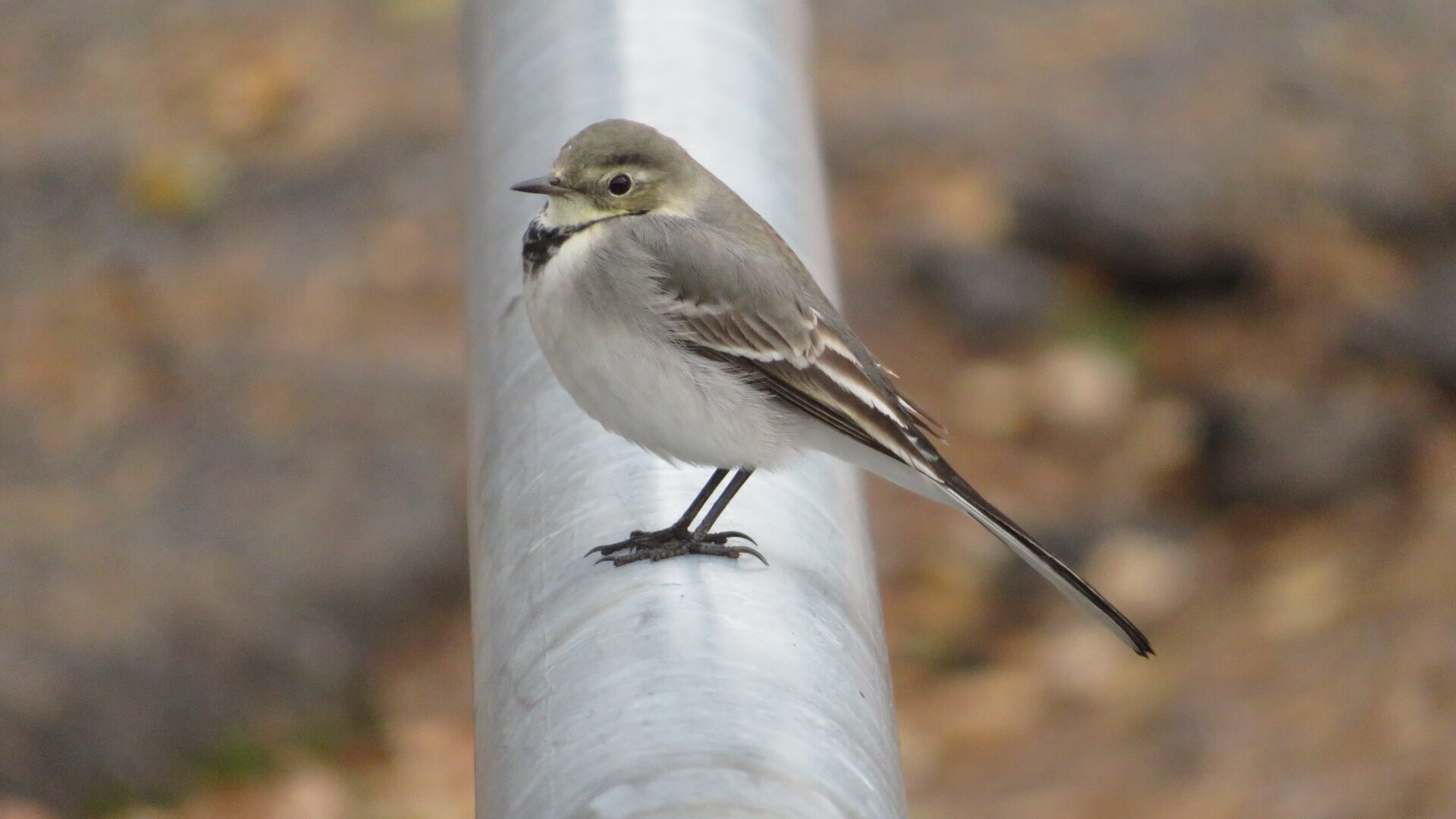 Valokuvaaja: Risto Kangassalo