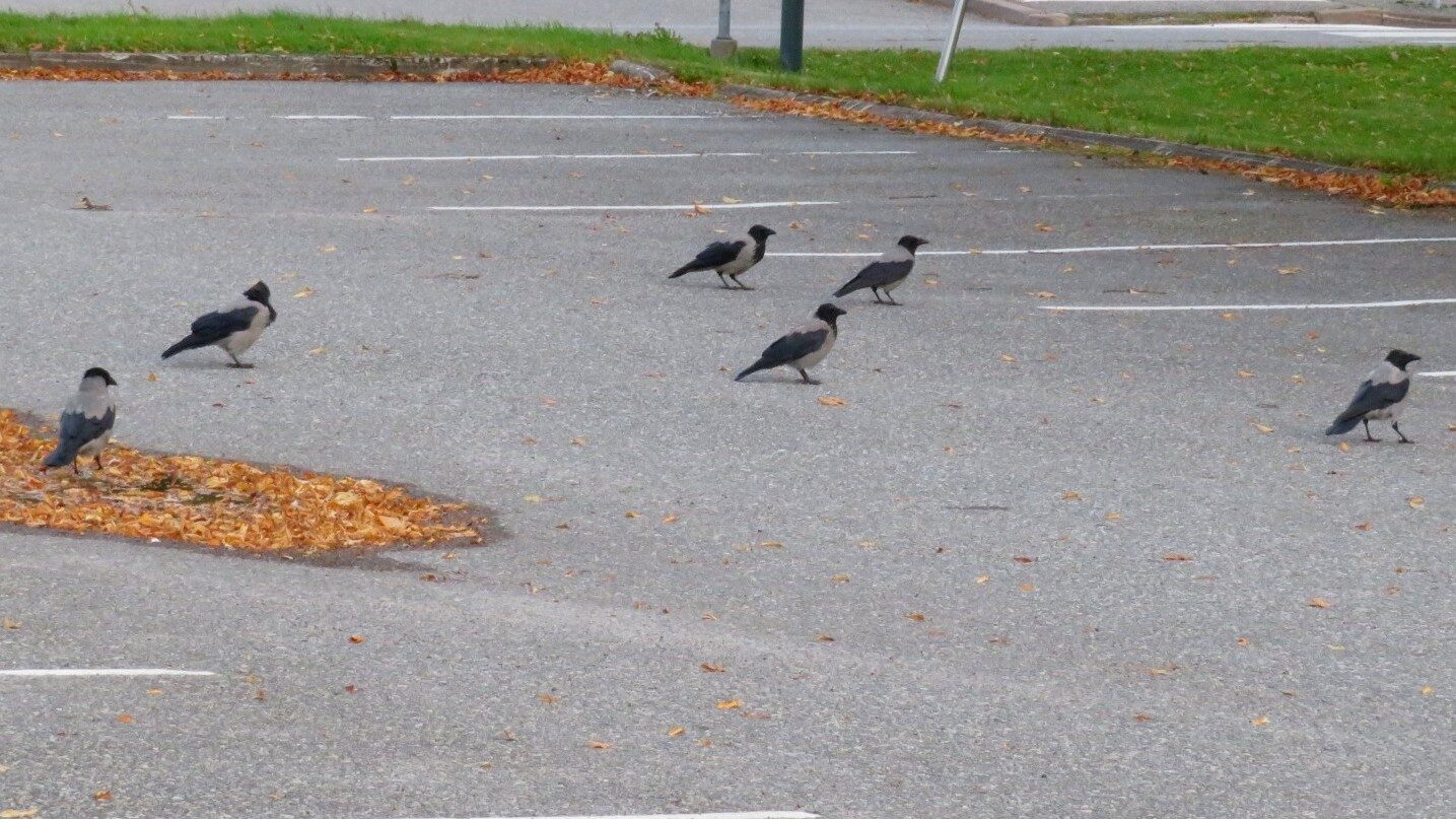 Valokuvaaja: Risto Kangassalo