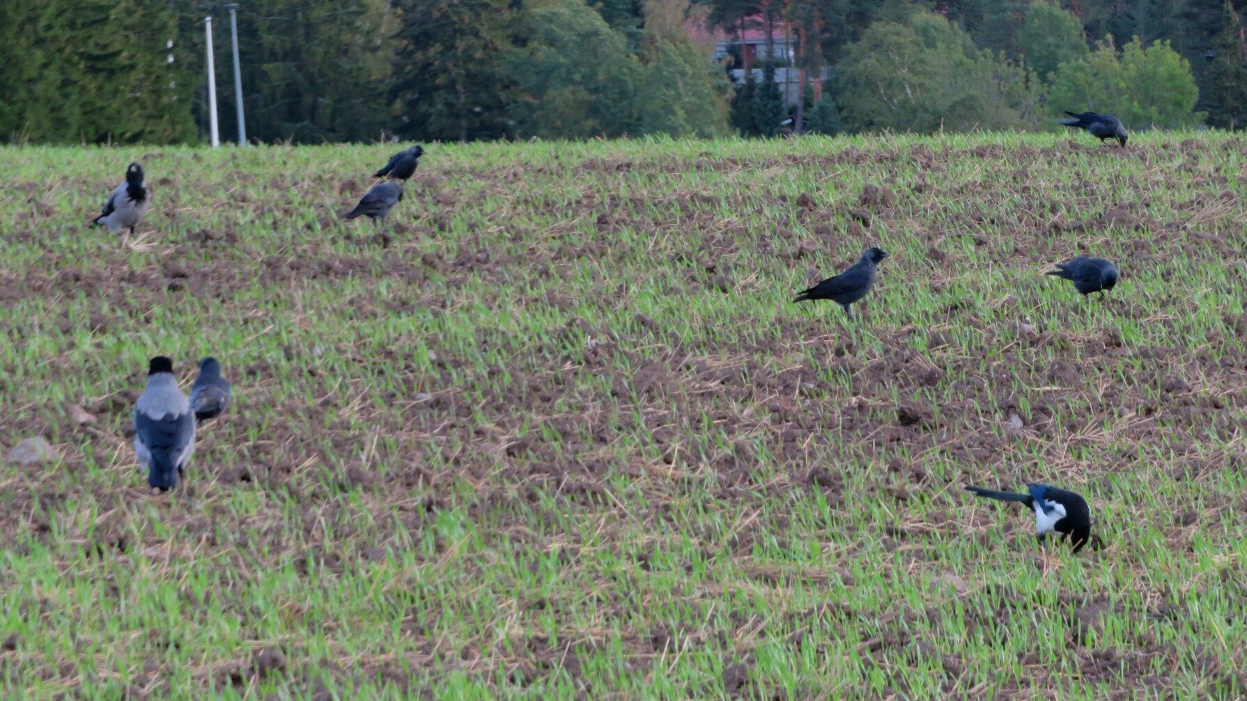 Valokuvaaja: Risto Kangassalo