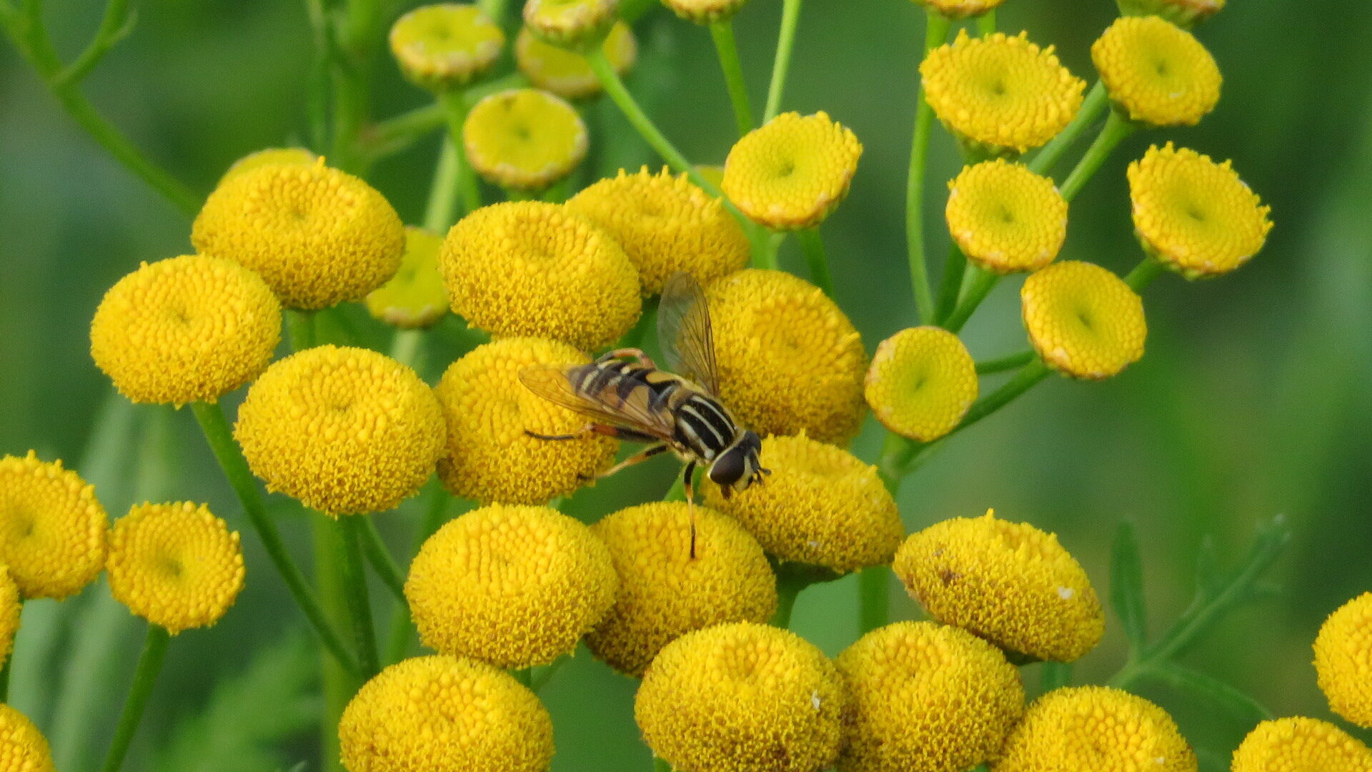 Valokuvaaja: Risto Kangassalo