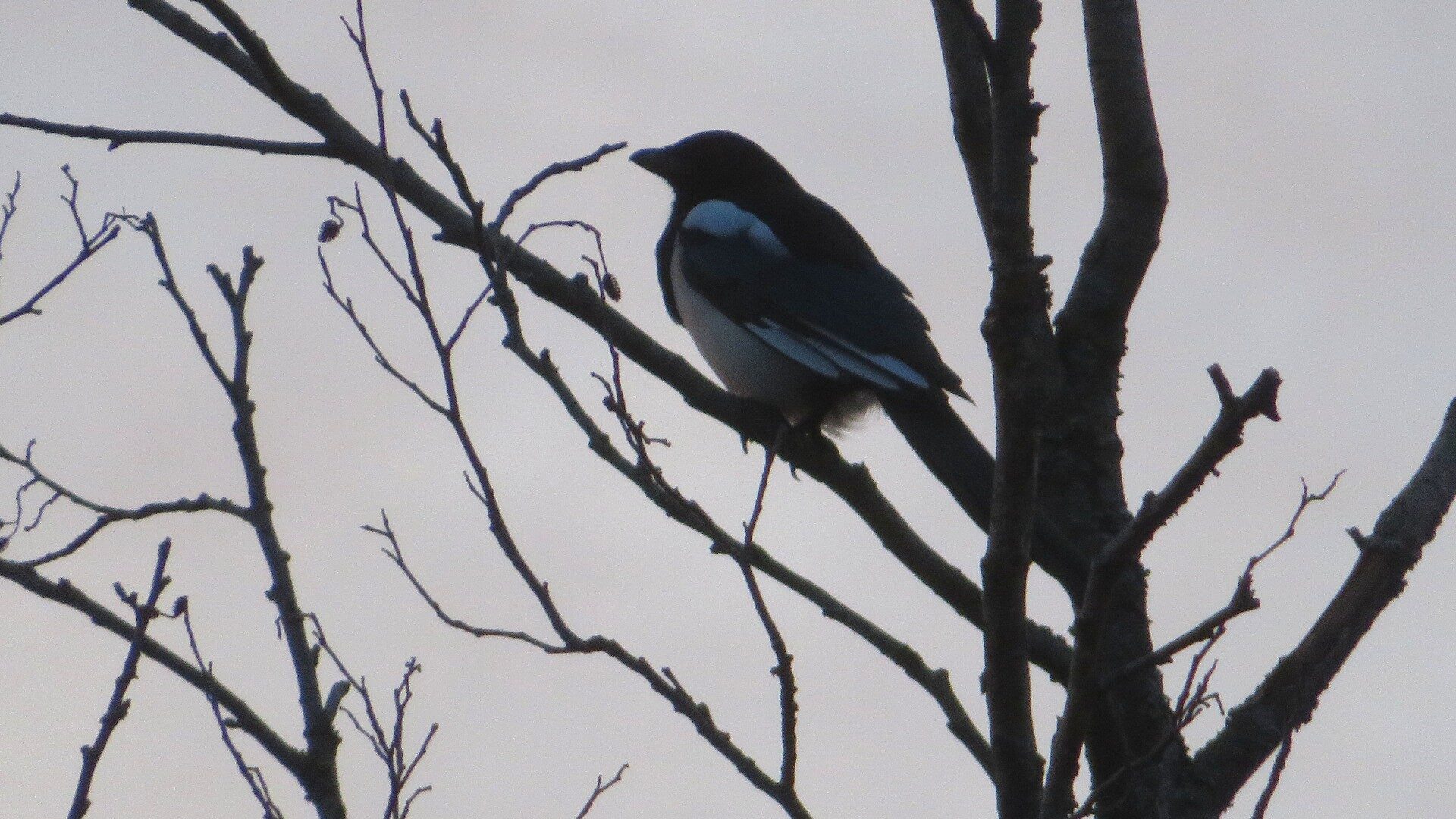 Valokuvaaja: Risto Kangassalo