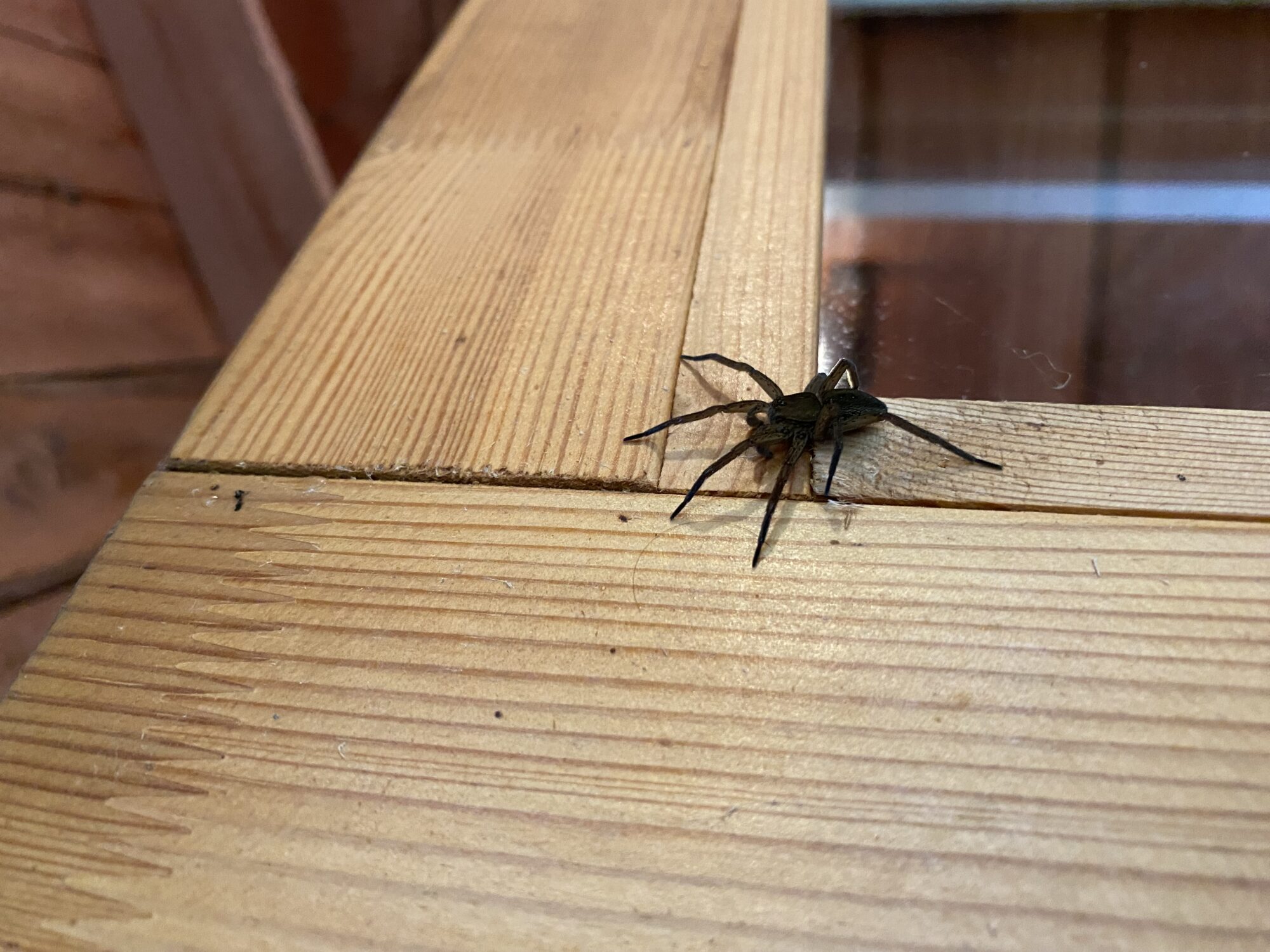 Valokuvaaja: Jenni Heinäharju Valokuvaaja: Jenni Heinäharju