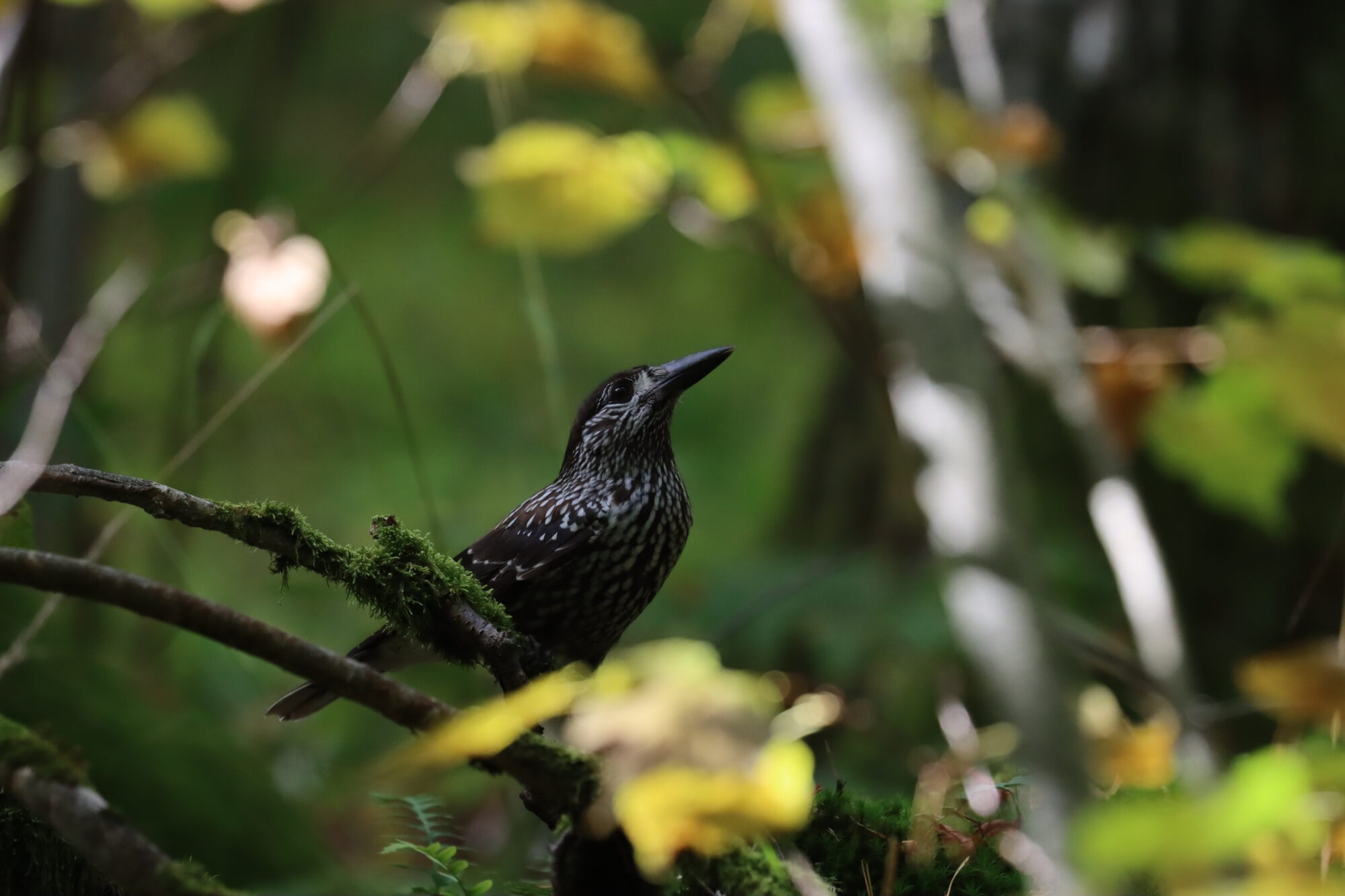 Valokuvaaja: Susanna Hannula