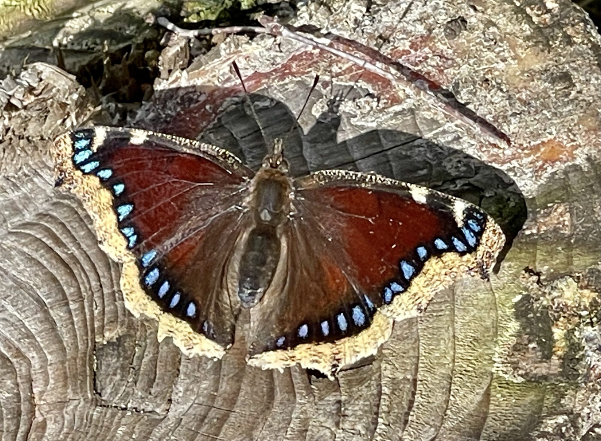 Valokuvaaja: Liisa Niiva-Korpela