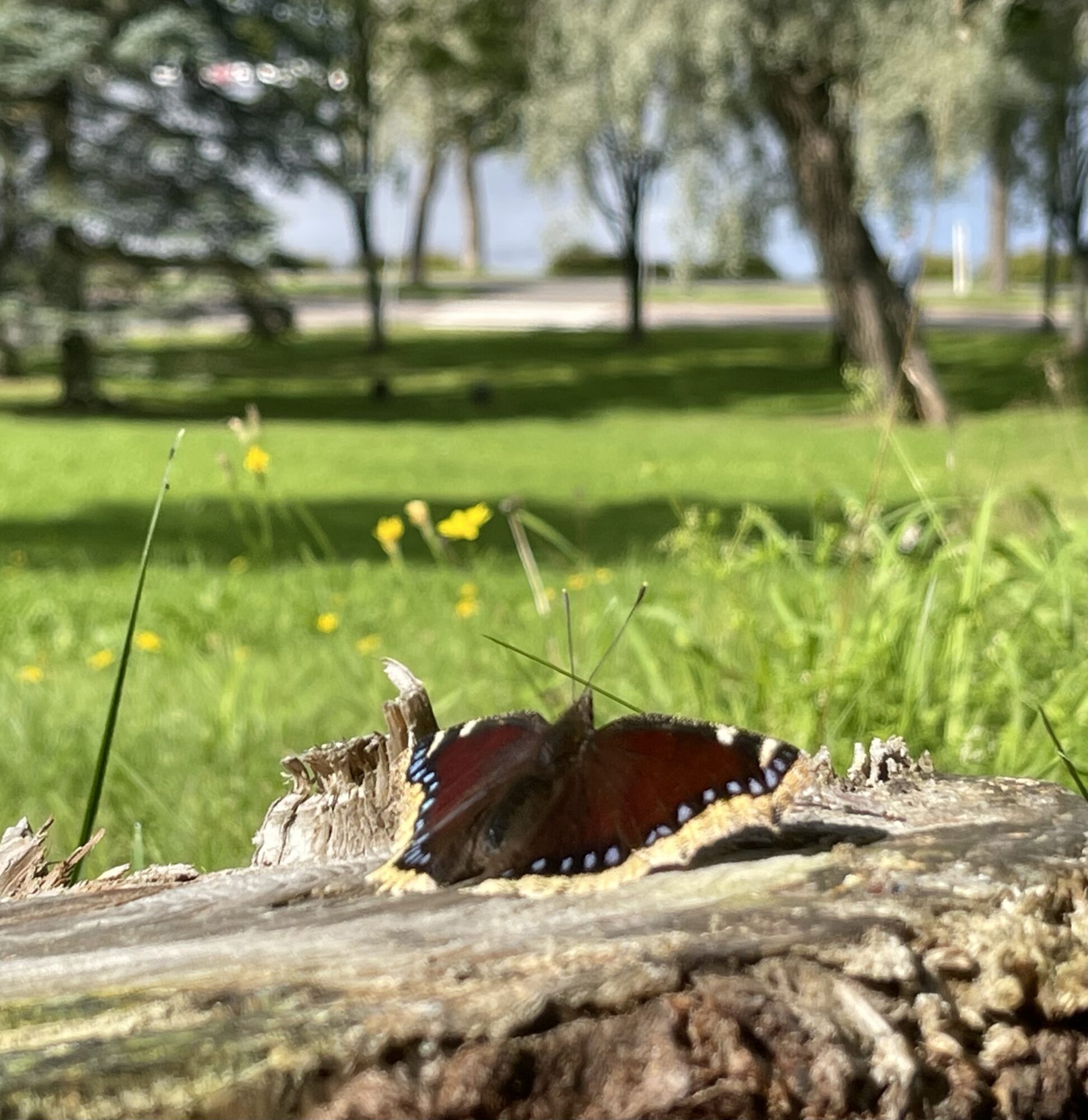 Valokuvaaja: Liisa Niiva-Korpela Valokuvaaja: Liisa Niiva-Korpela