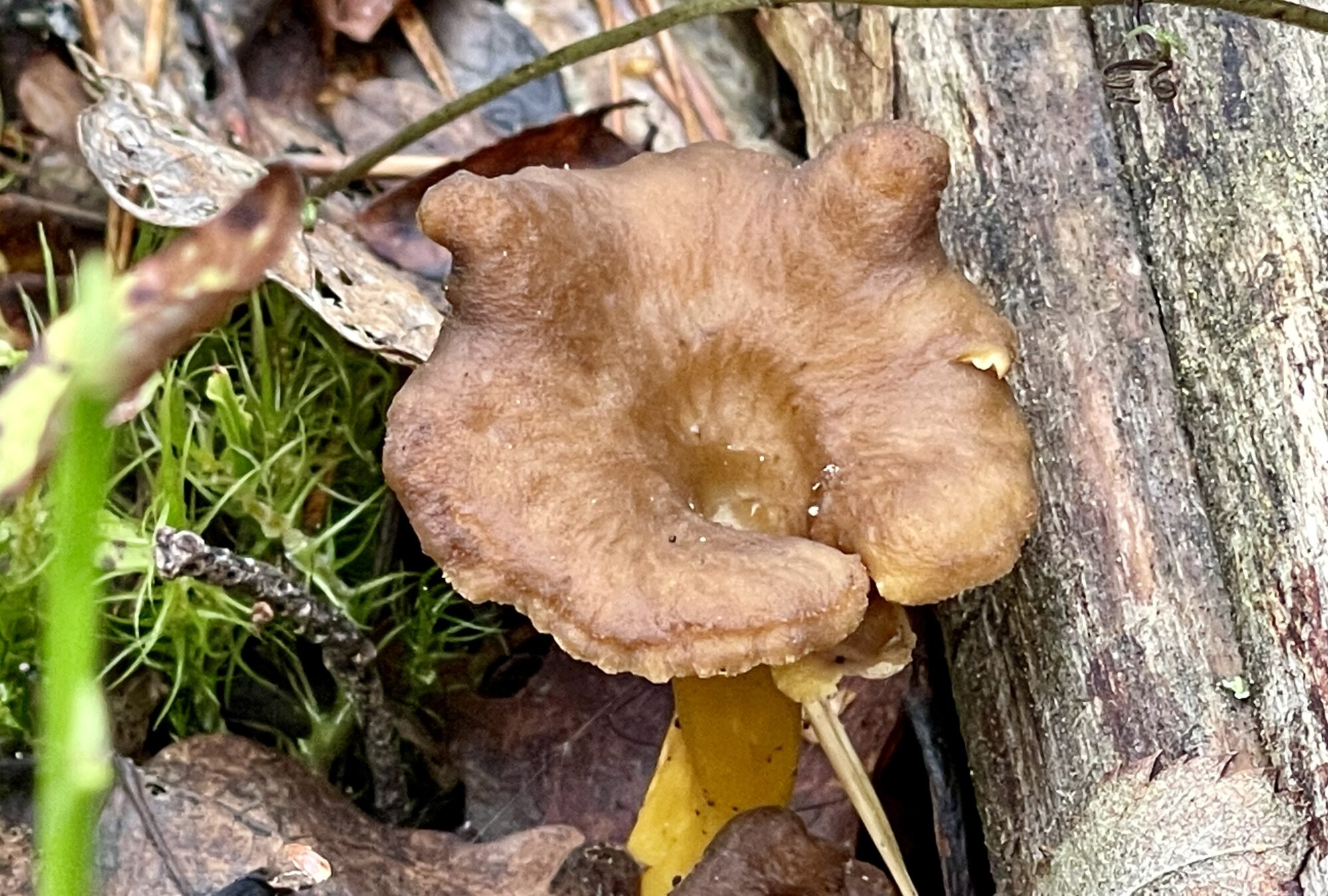 Valokuvaaja: Liisa Niiva-Korpela