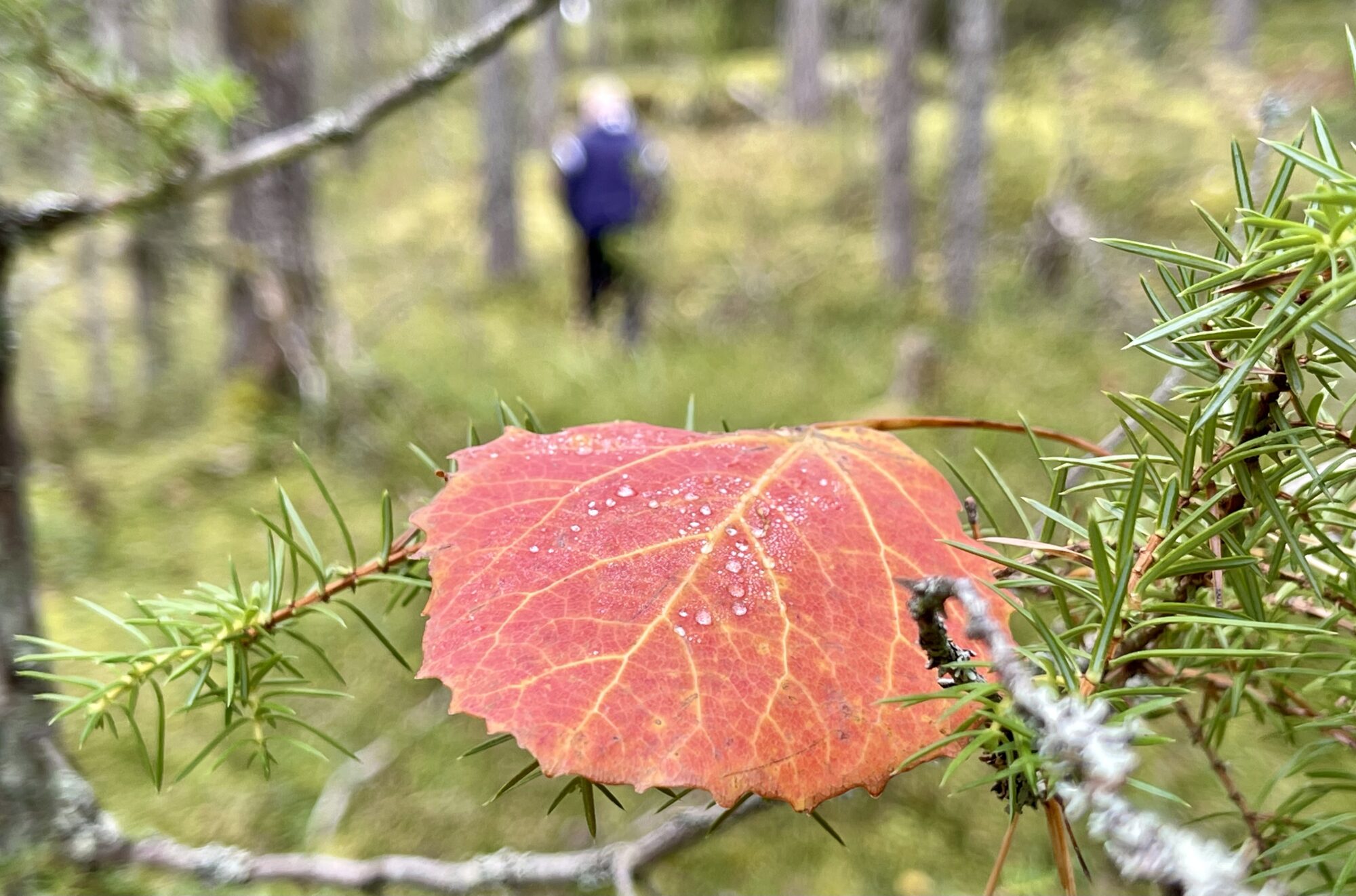 Valokuvaaja: Liisa Niiva-Korpela Valokuvaaja: Liisa Niiva-Korpela