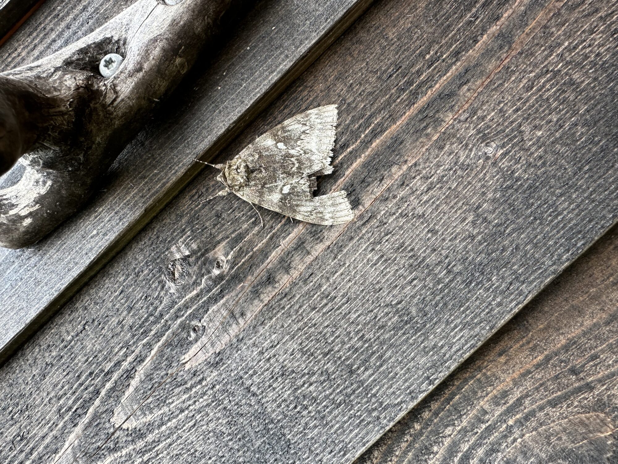 Valokuvaaja: Linda Valokuvaaja: Linda