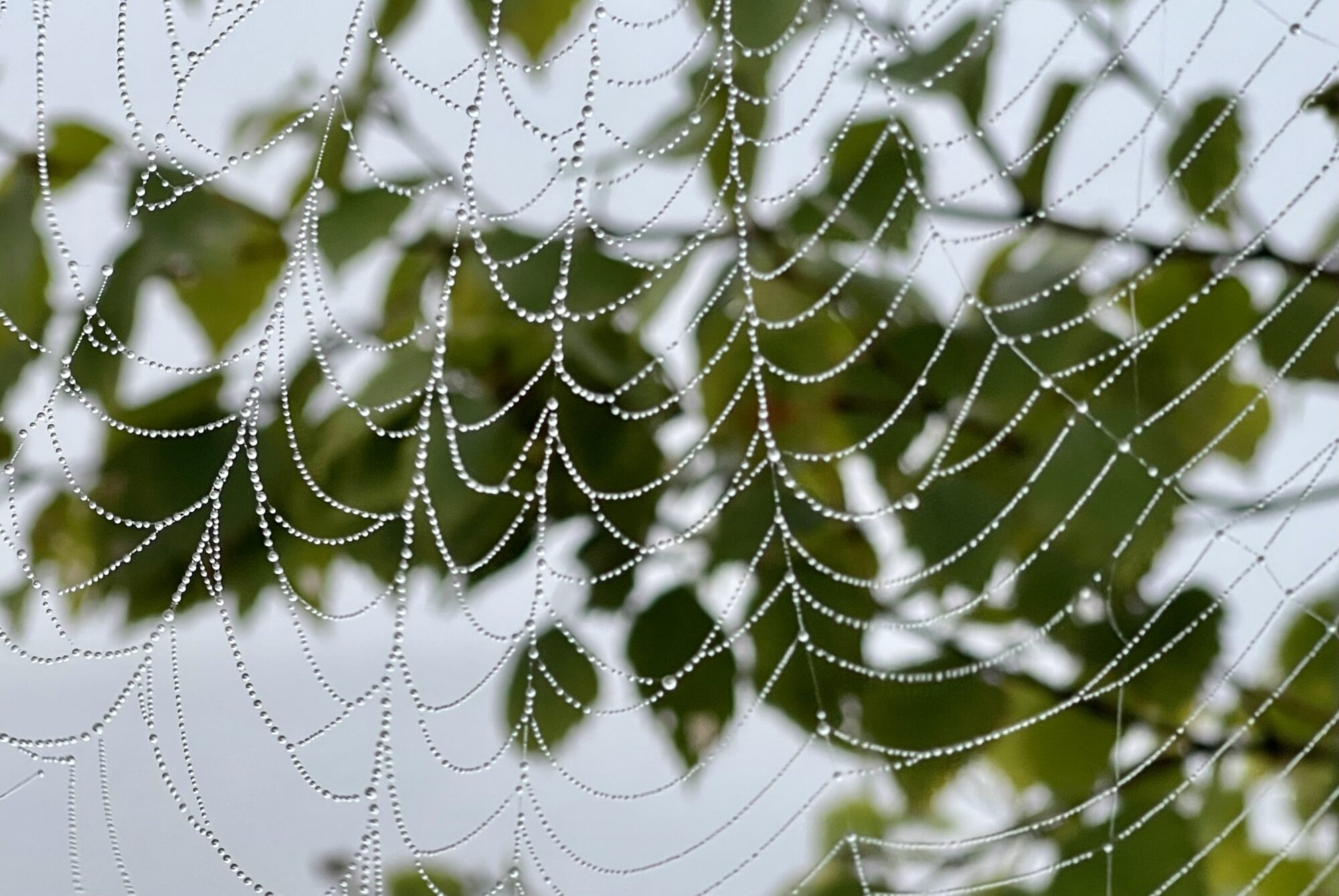 Valokuvaaja: Liisa Niiva-Korpela