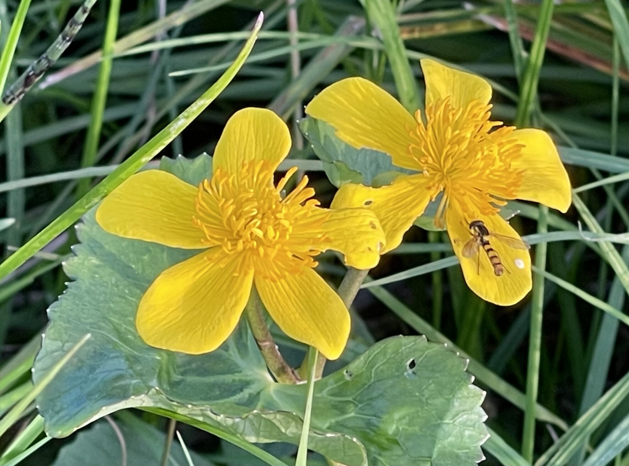 Valokuvaaja: Liisa Niiva-Korpela