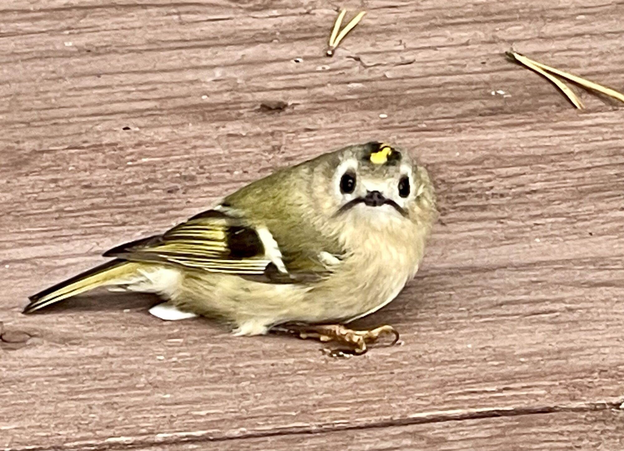 Valokuvaaja: Liisa Niiva-Korpela