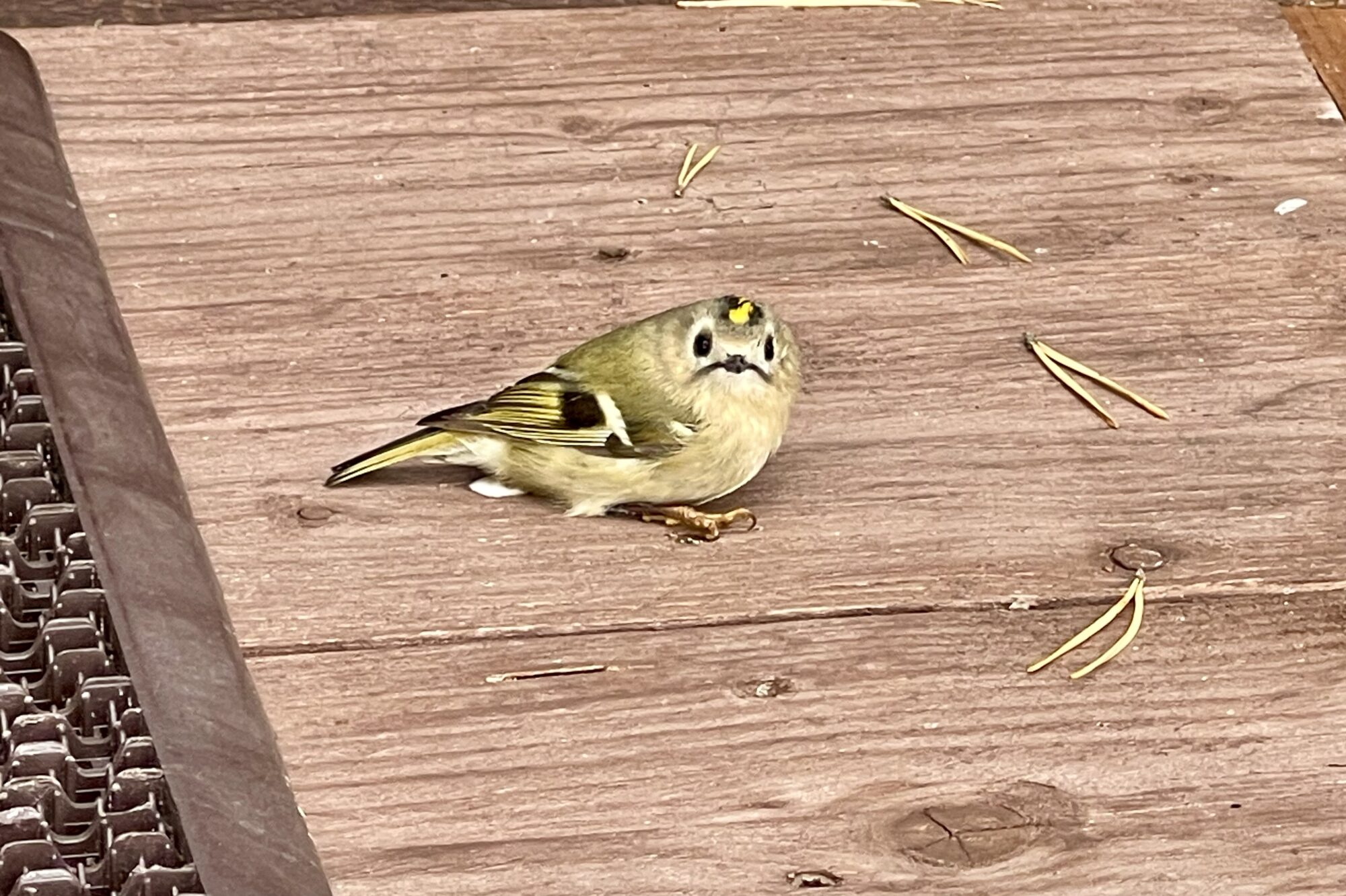 Valokuvaaja: Liisa Niiva-Korpela