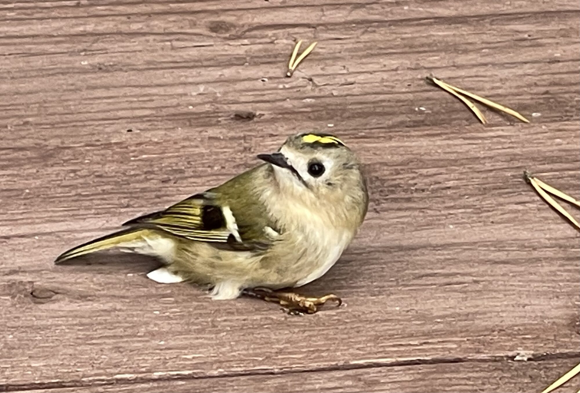 Valokuvaaja: Liisa Niiva-Korpela Valokuvaaja: Liisa Niiva-Korpela