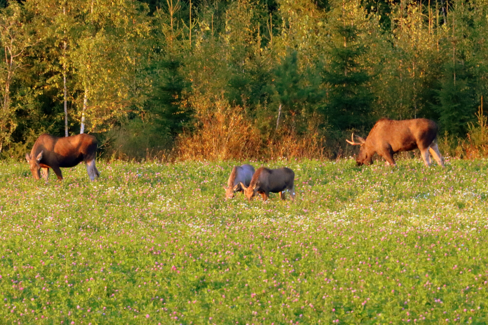 Valokuvaaja: Irja Lehtinen