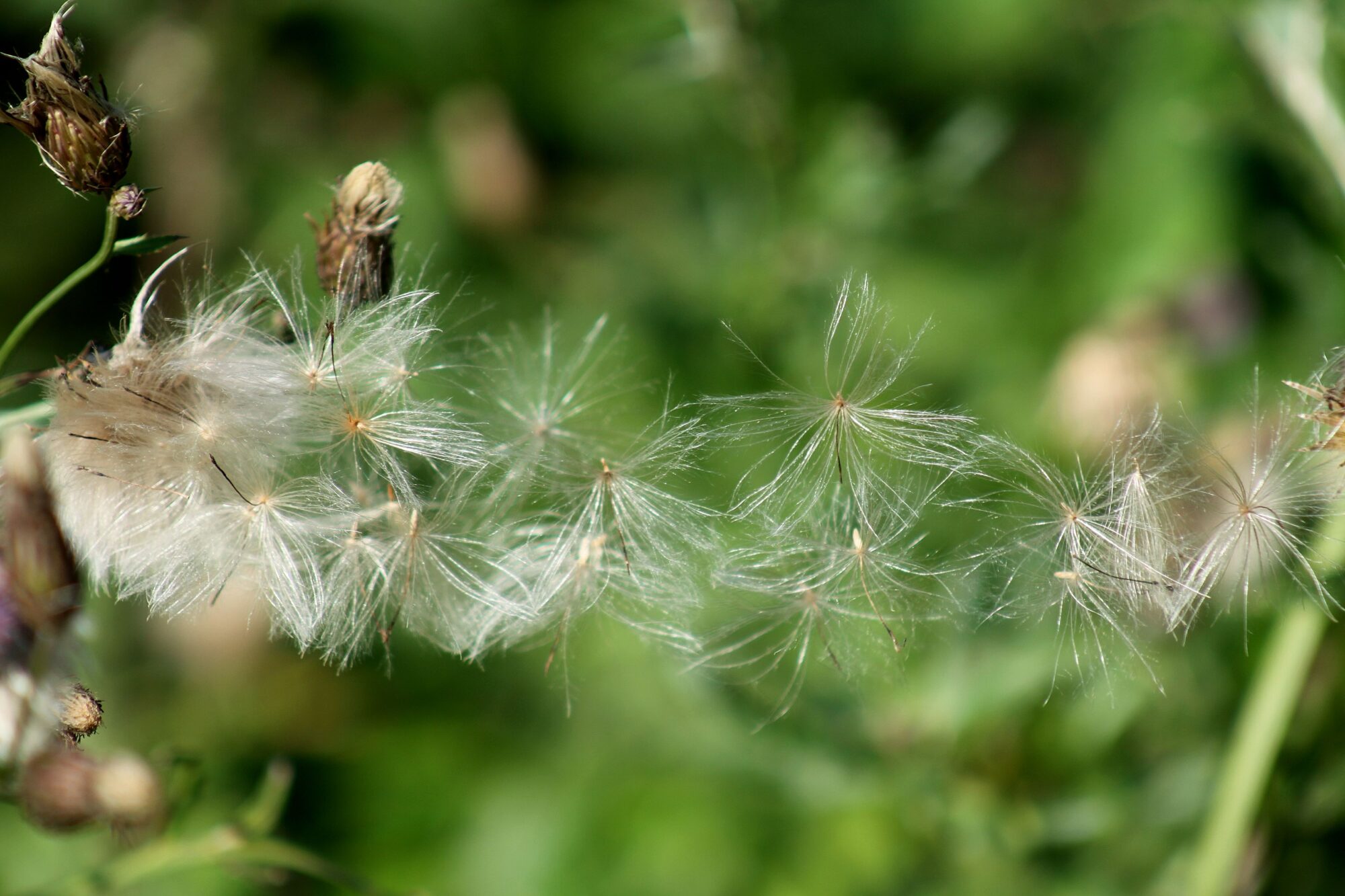 Valokuvaaja: Pirkko Siukonen
