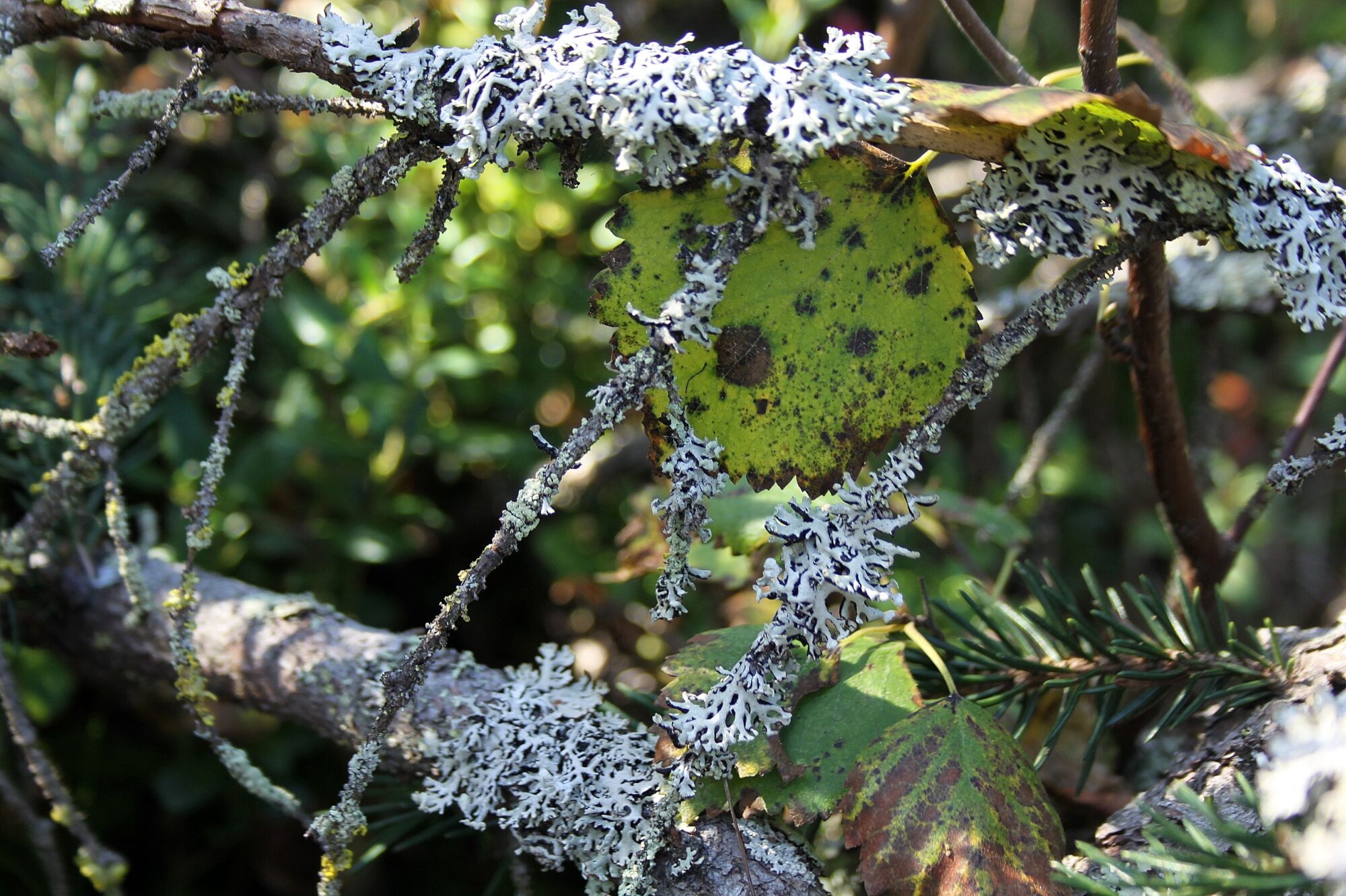 Valokuvaaja: Pirkko Siukonen