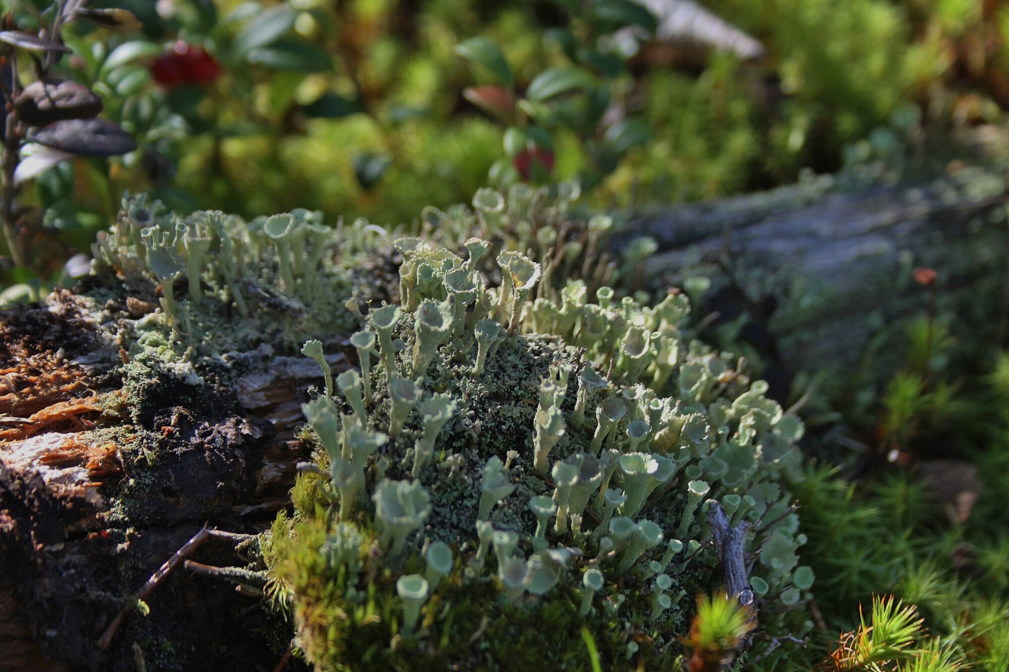 Valokuvaaja: Pirkko Siukonen