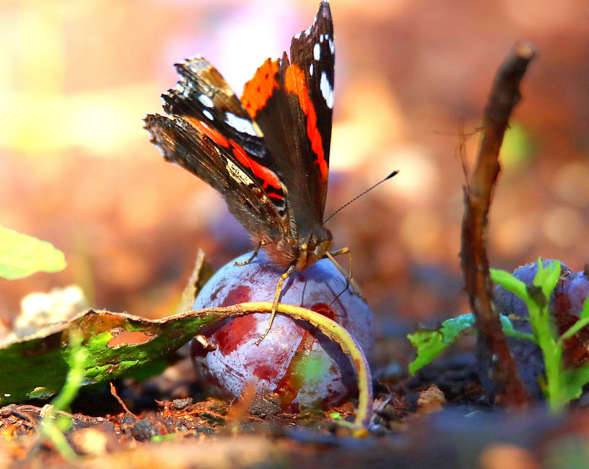 Valokuvaaja: Irja Lehtinen